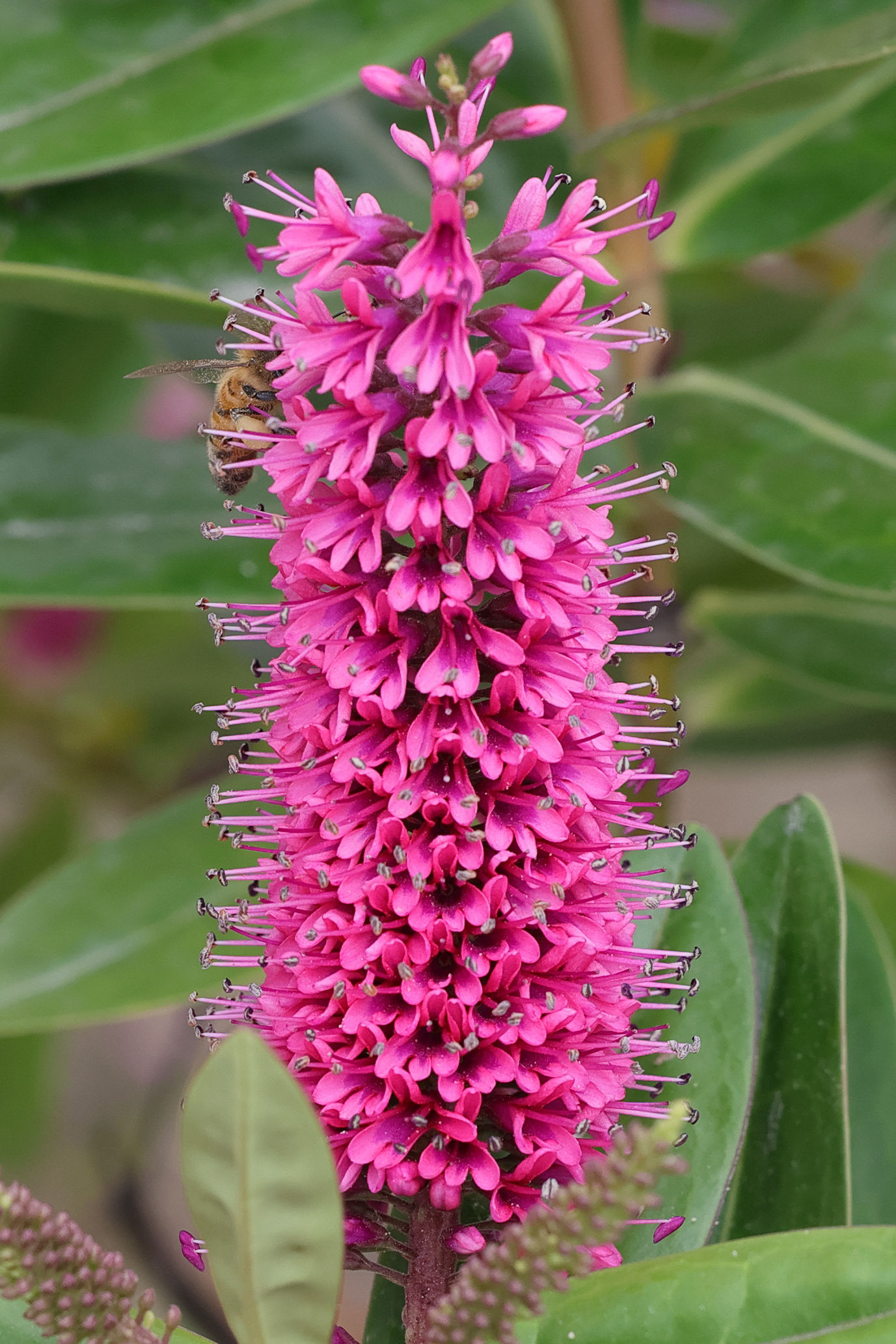 veronica_x_andersonii3md