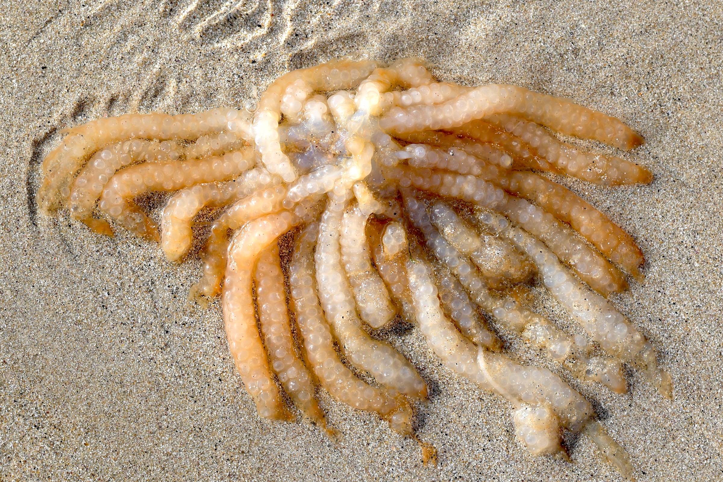 loligo_vulgaris_ponte1md