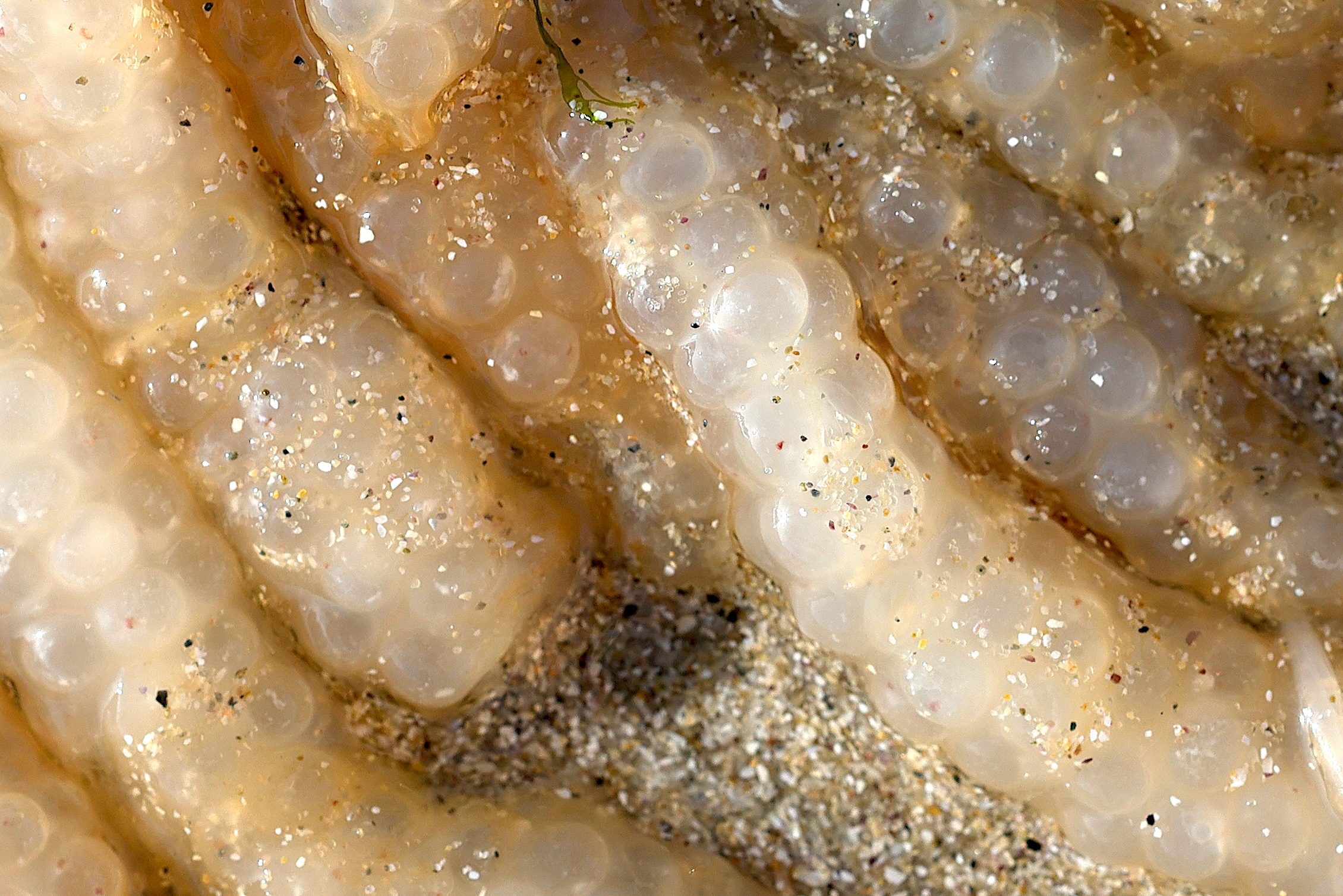 loligo_vulgaris_ponte2md