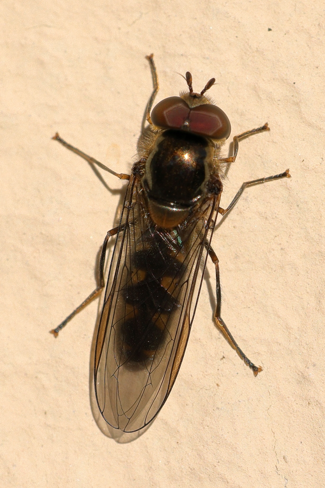 meliscaeva_auricollis3md