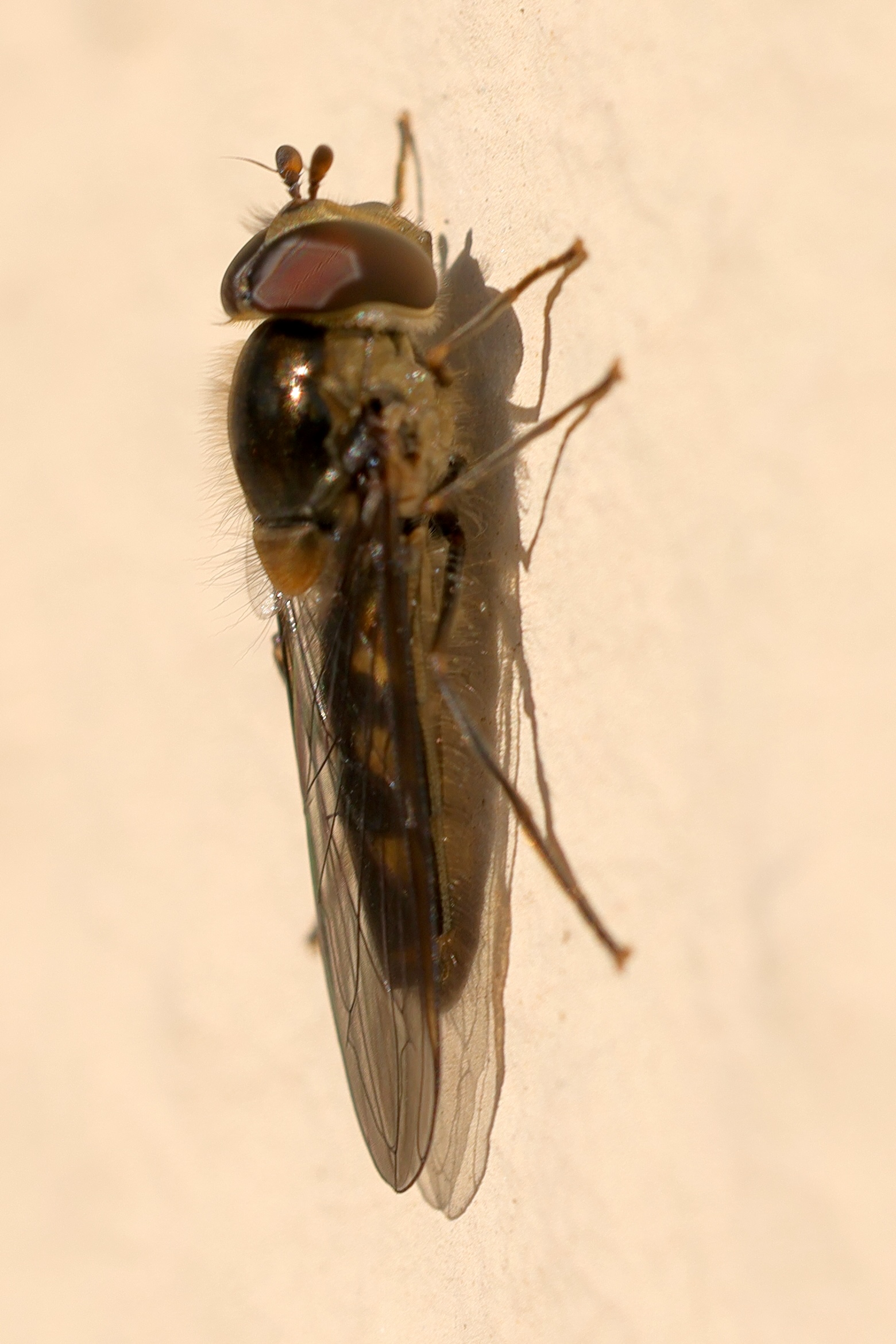 meliscaeva_auricollis4md