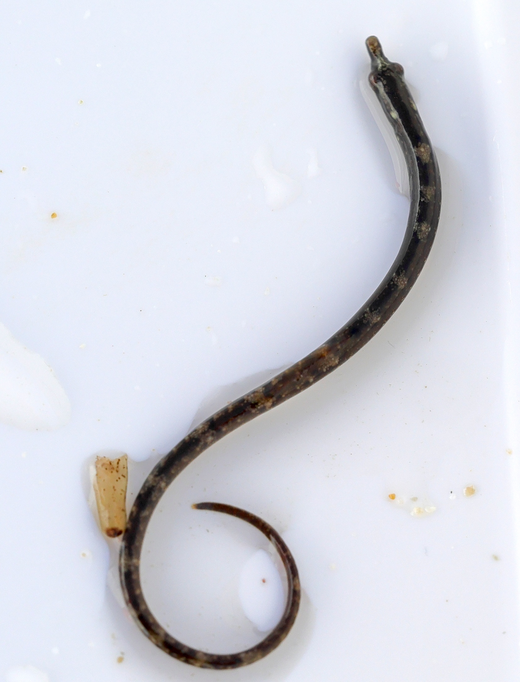 nerophis_lumbriciformis1md