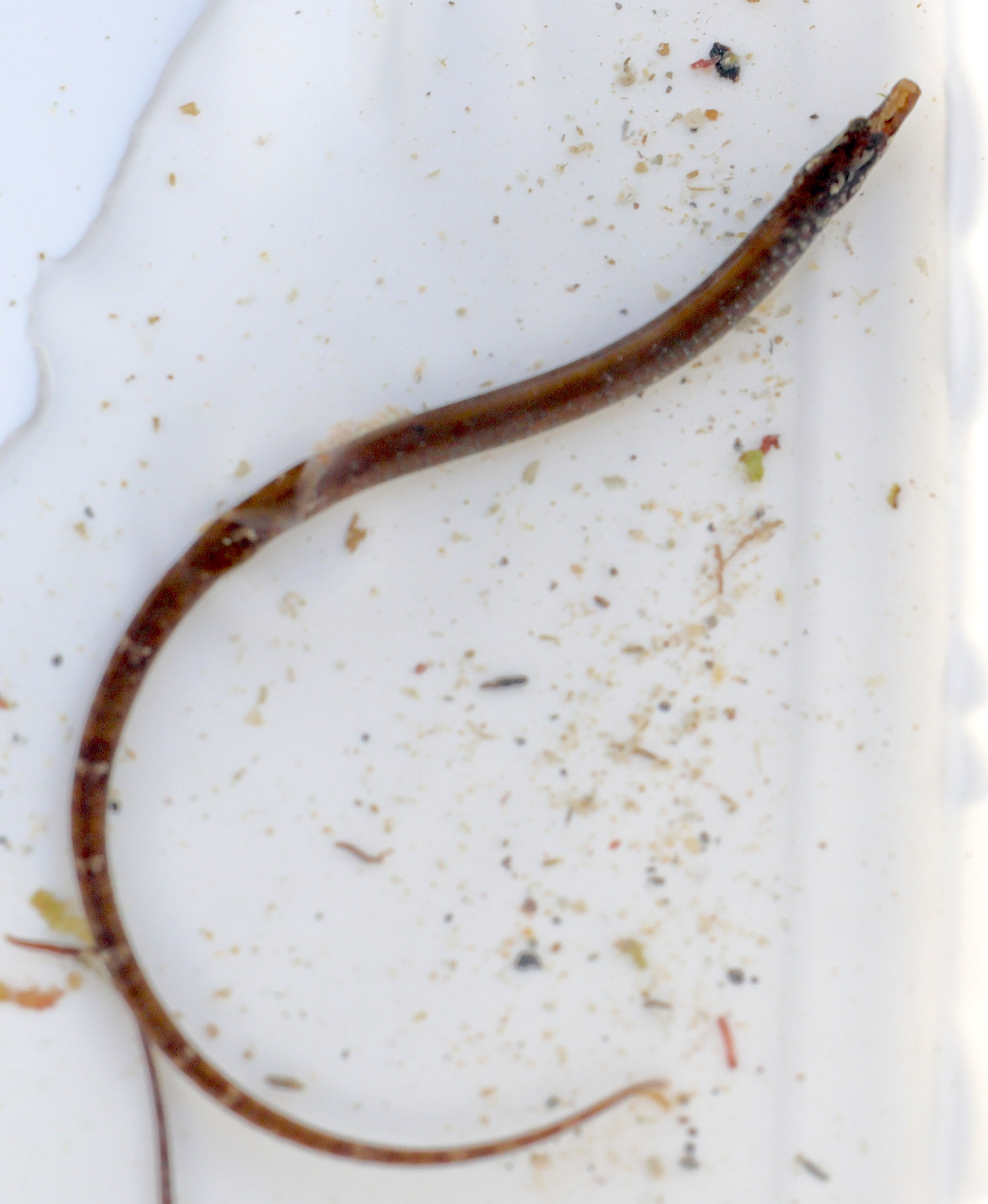 nerophis_lumbriciformis2md