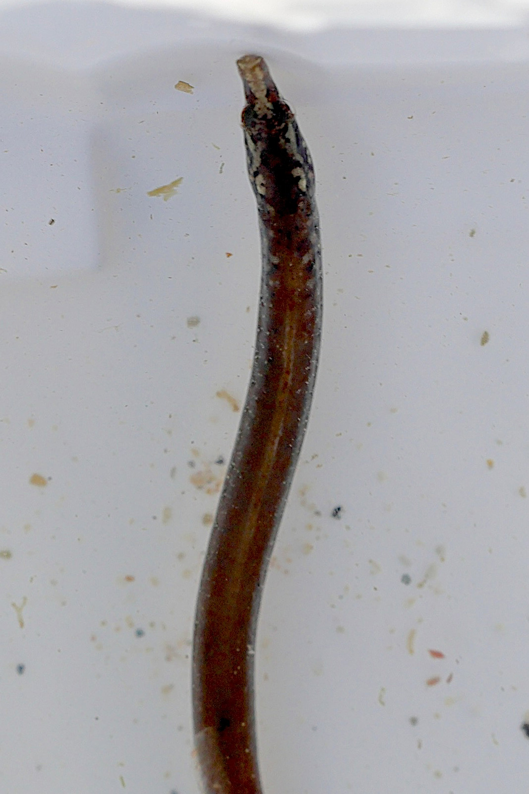 nerophis_lumbriciformis3md