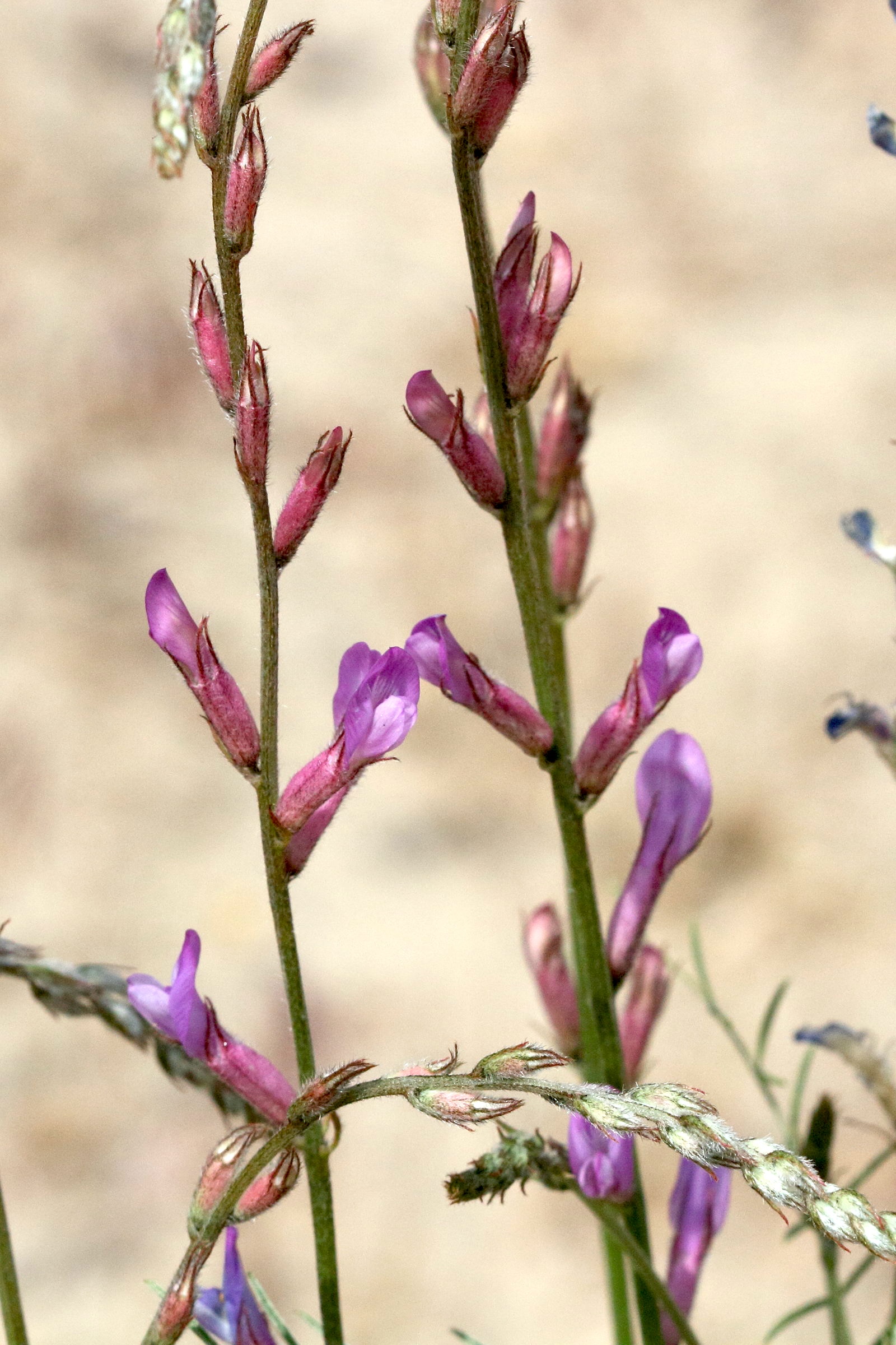 Afficher le média astragalus_varius2md astragalus_varius2md