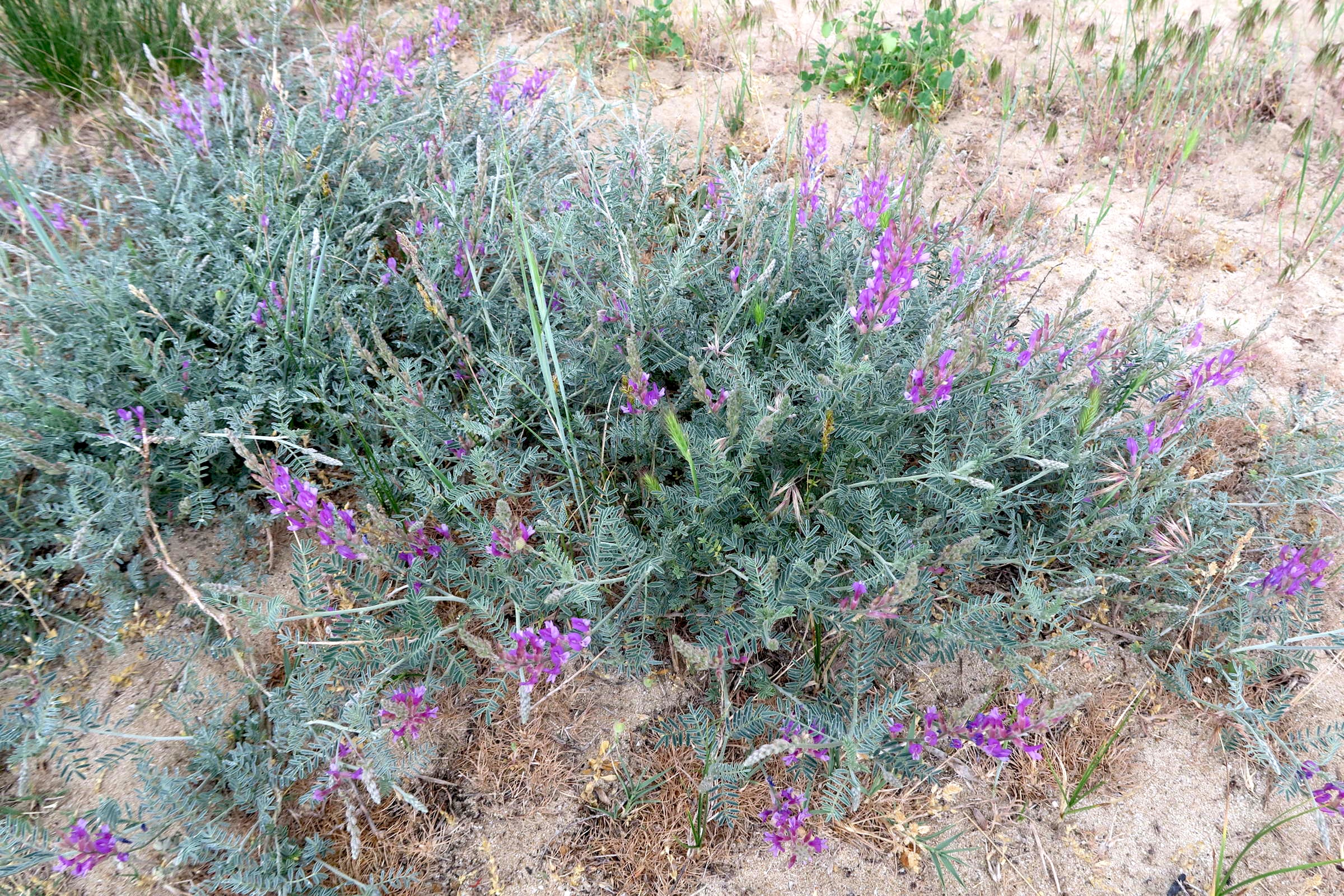 Afficher le média astragalus_varius3md astragalus_varius3md