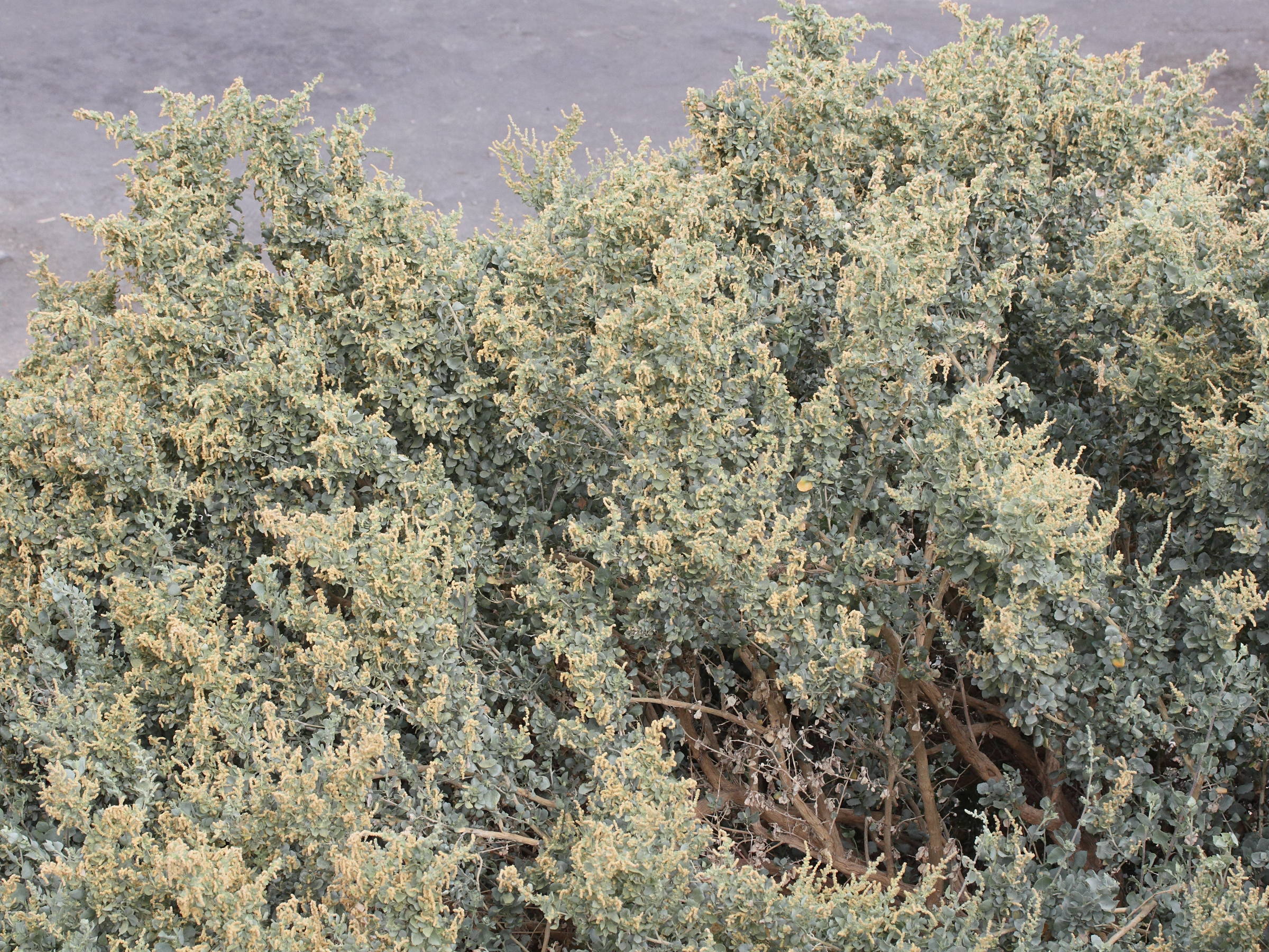 Afficher le média atriplex_halimus5md atriplex_halimus5md