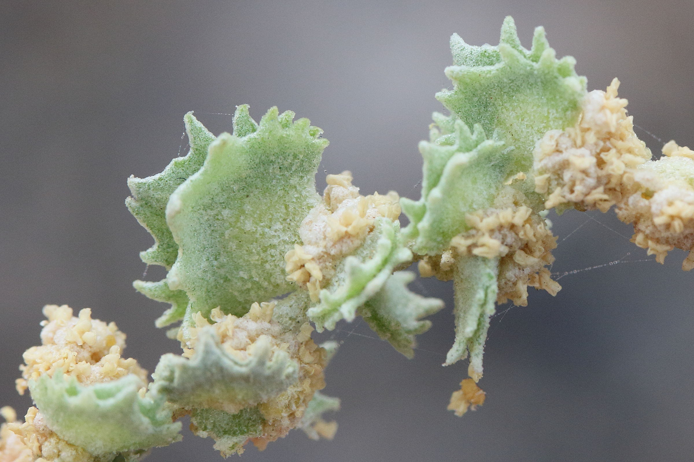 Afficher le média atriplex_halimus6md atriplex_halimus6md