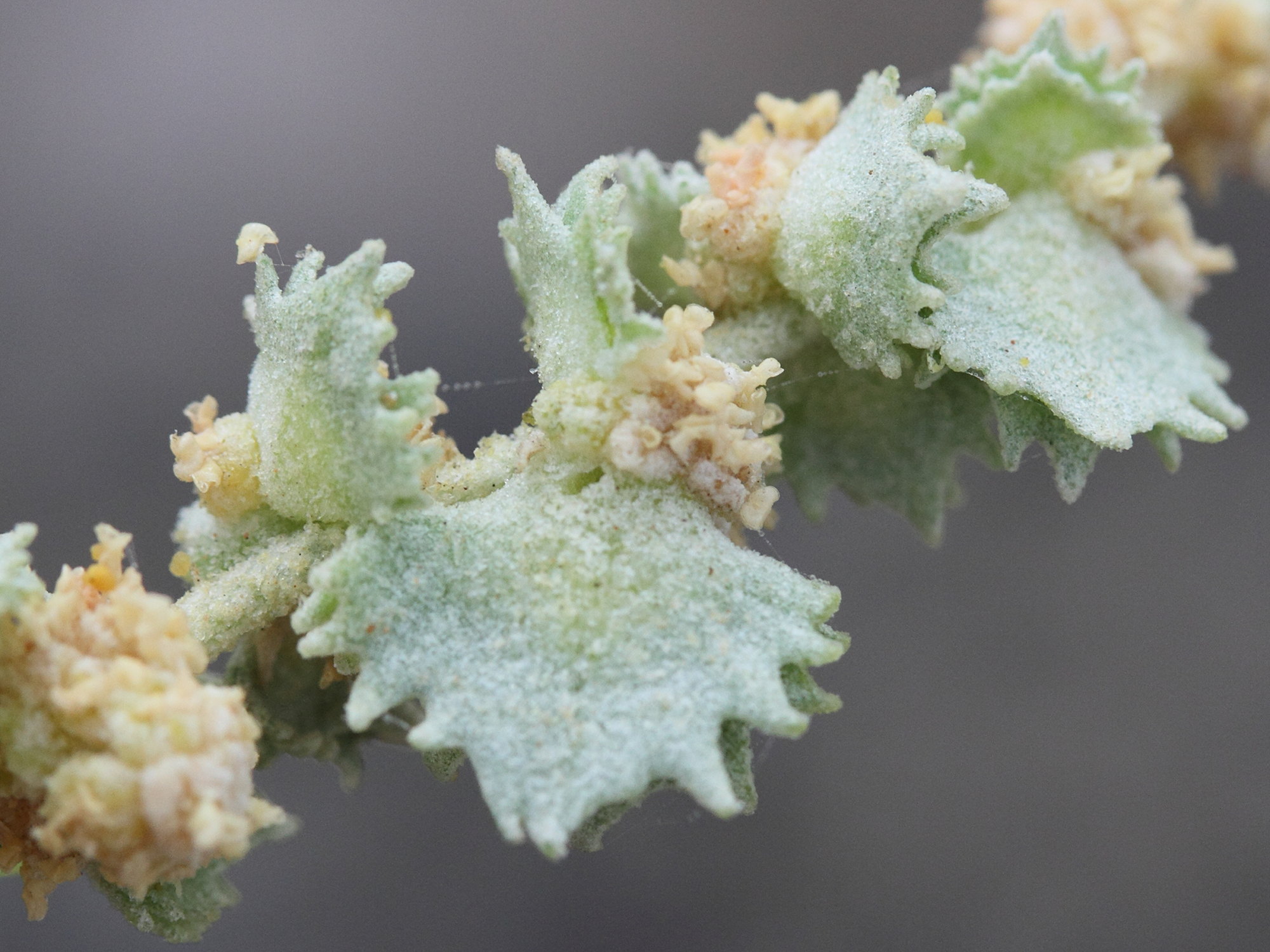 Afficher le média atriplex_halimus7md atriplex_halimus7md