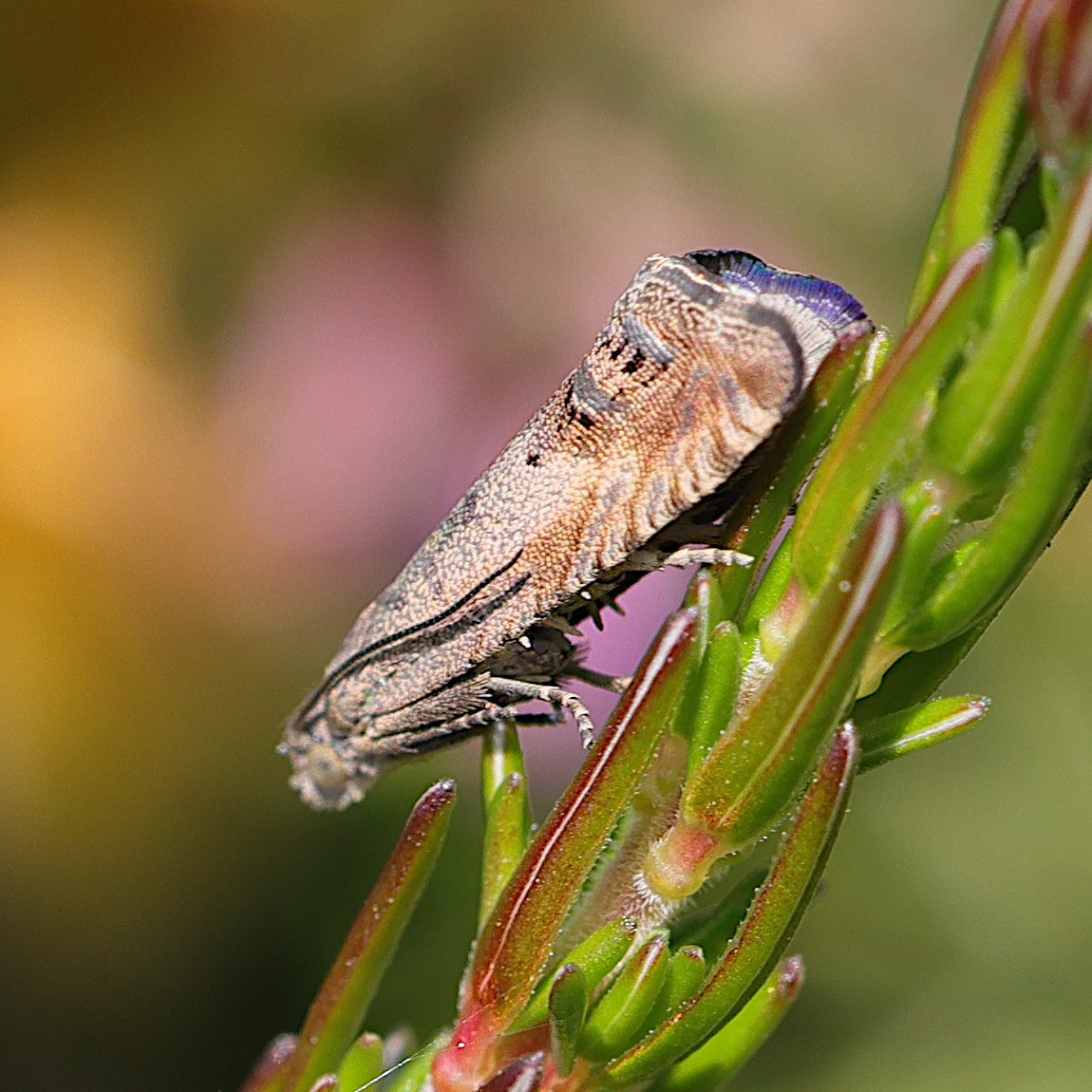 Afficher le média cydia_splendana1md cydia_splendana1md