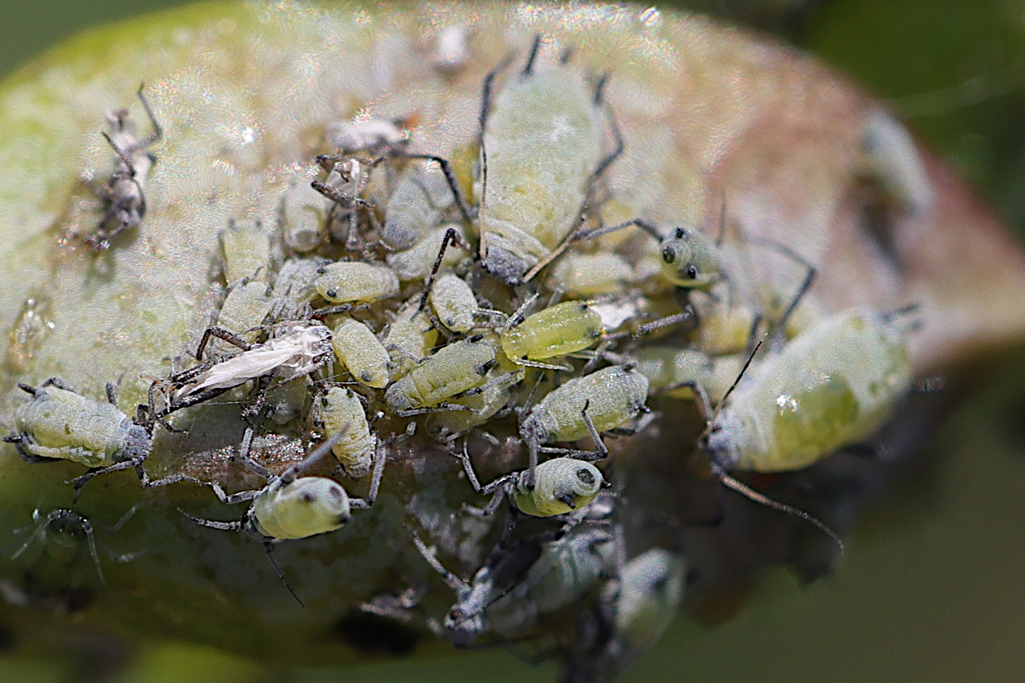 hyadaphis_foeniculi1md