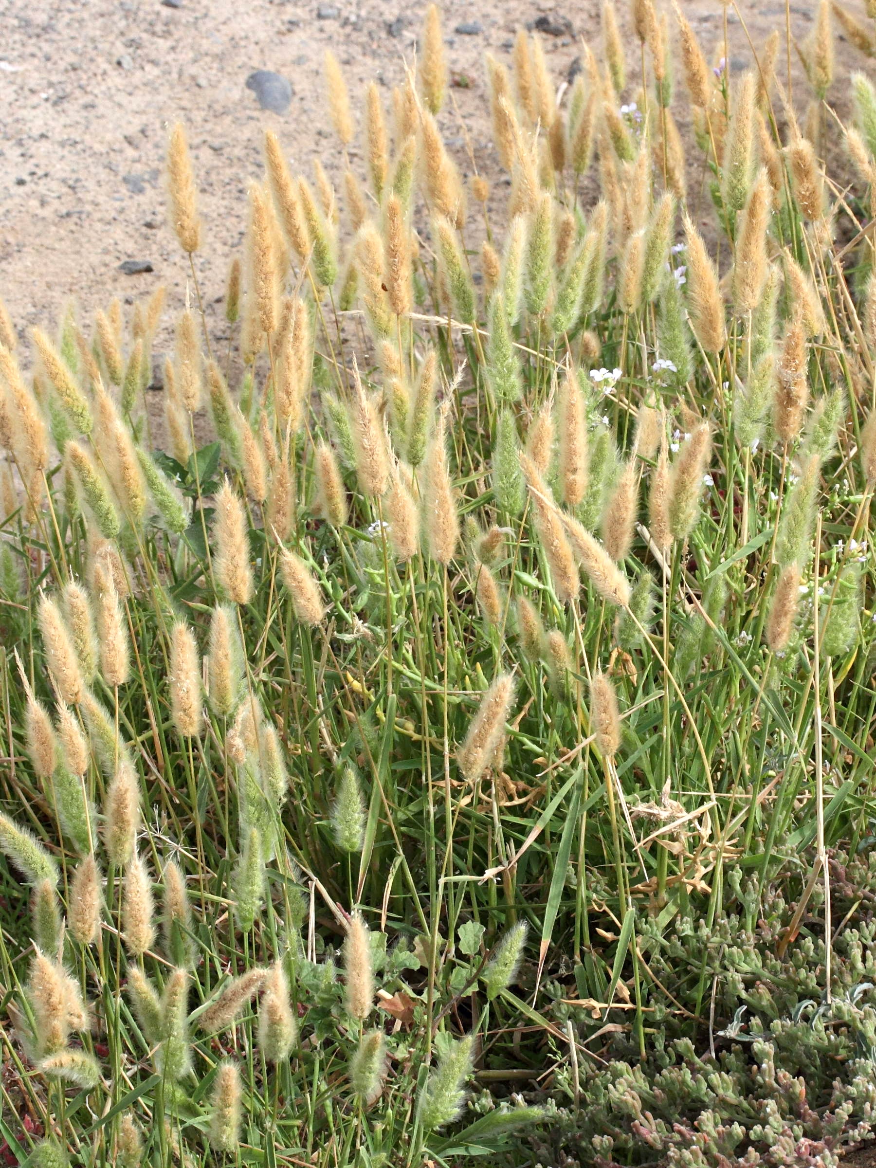 Afficher le média polypogon_monspeliensis1md polypogon_monspeliensis1md