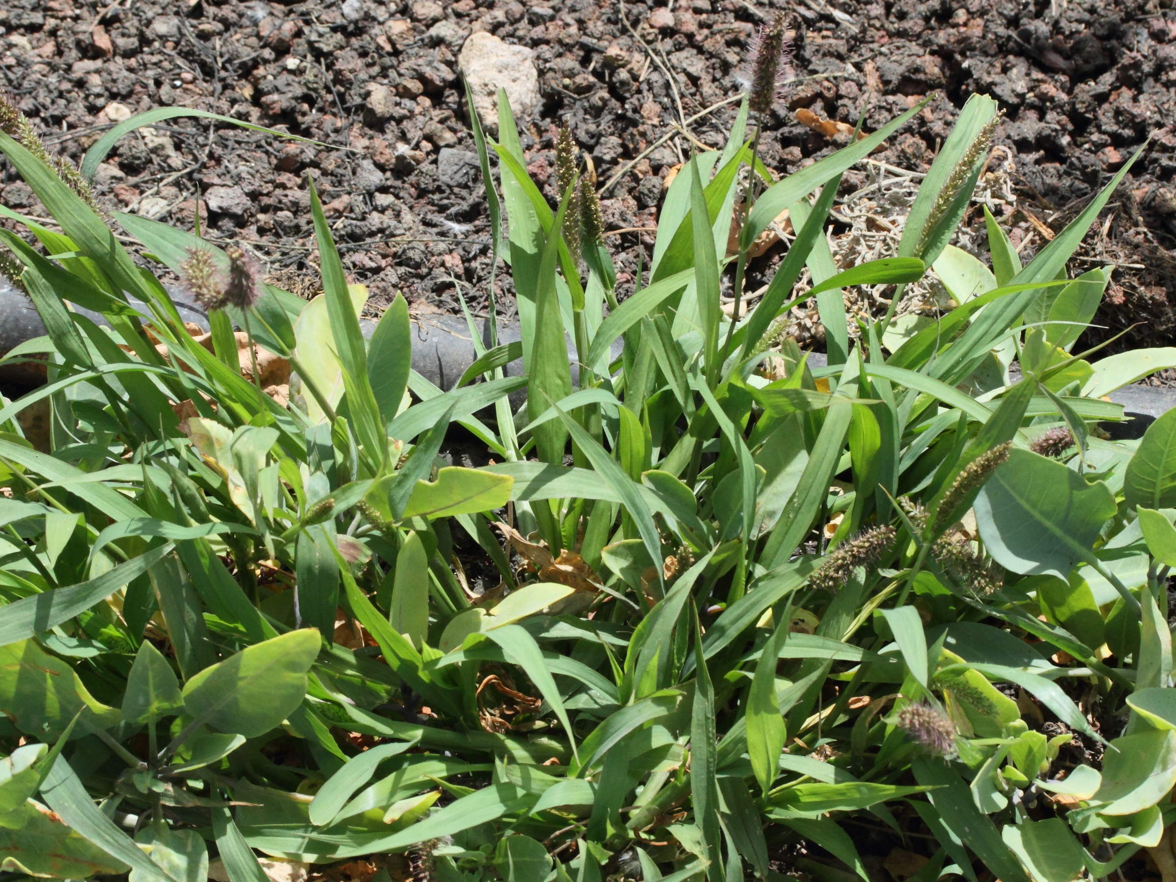 setaria_adhaerens1md