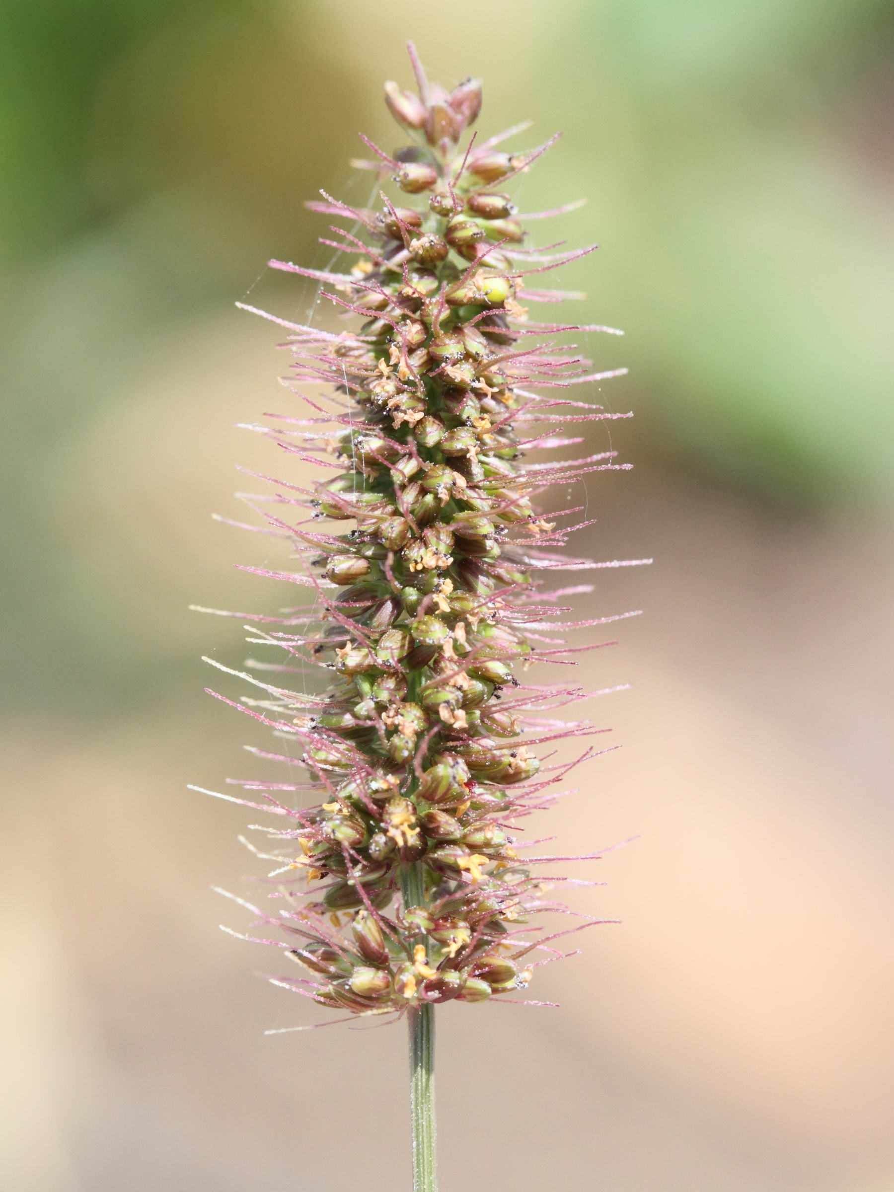 setaria_adhaerens2md