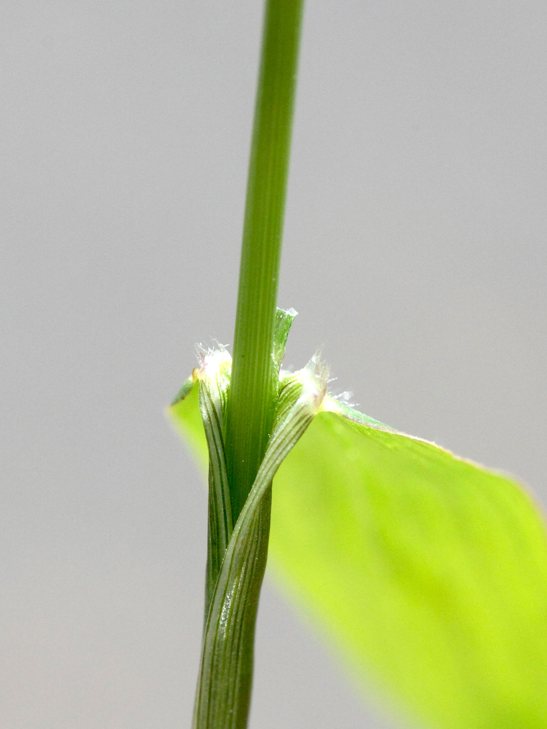 setaria_adhaerens3md