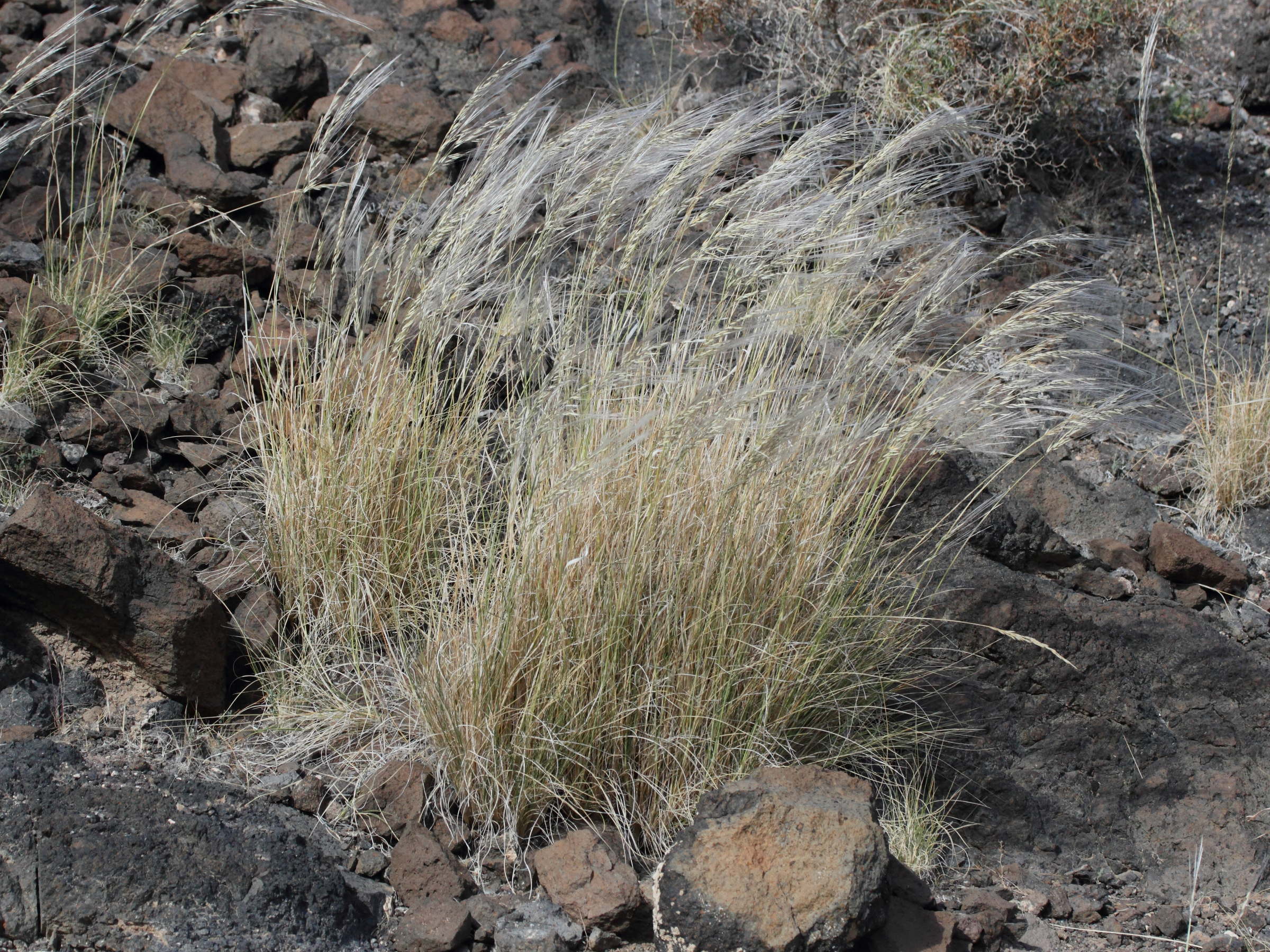 Afficher le média stipagrostis_ciliata1md stipagrostis_ciliata1md