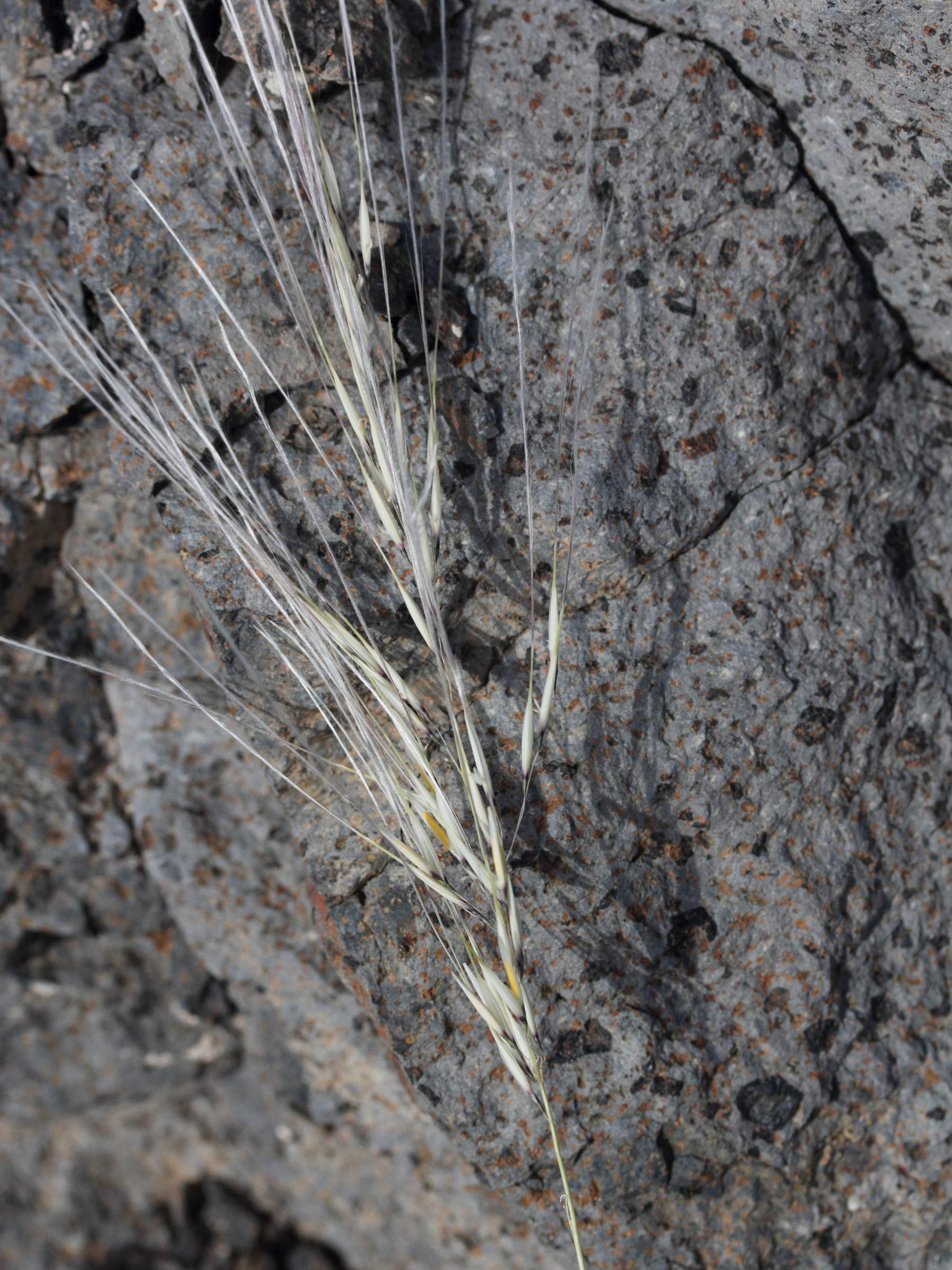 Afficher le média stipagrostis_ciliata2md stipagrostis_ciliata2md