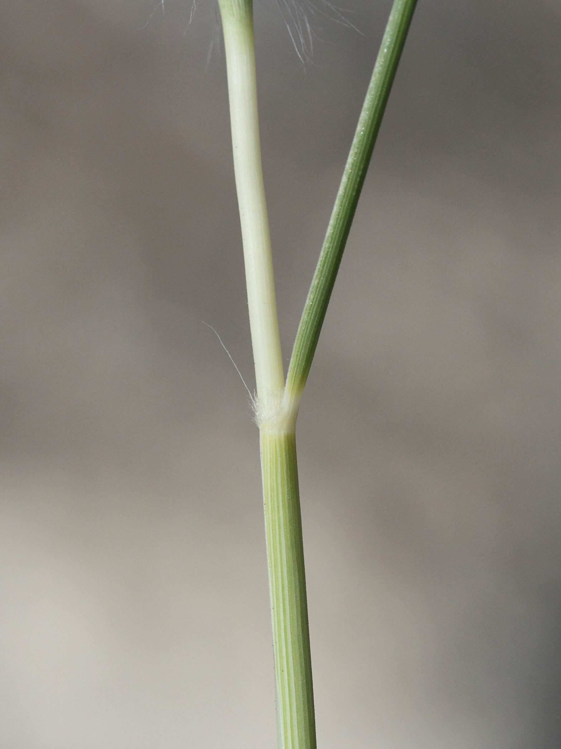 Afficher le média stipagrostis_ciliata3md stipagrostis_ciliata3md