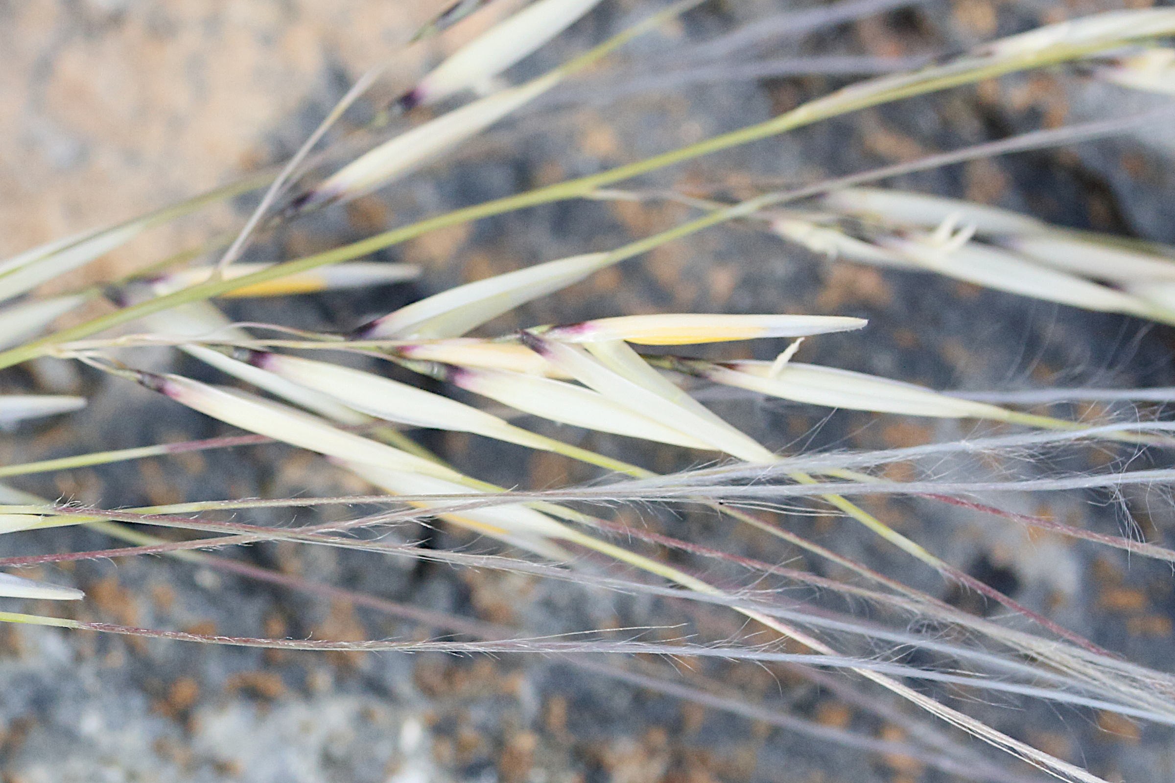 Afficher le média stipagrostis_ciliata4md stipagrostis_ciliata4md