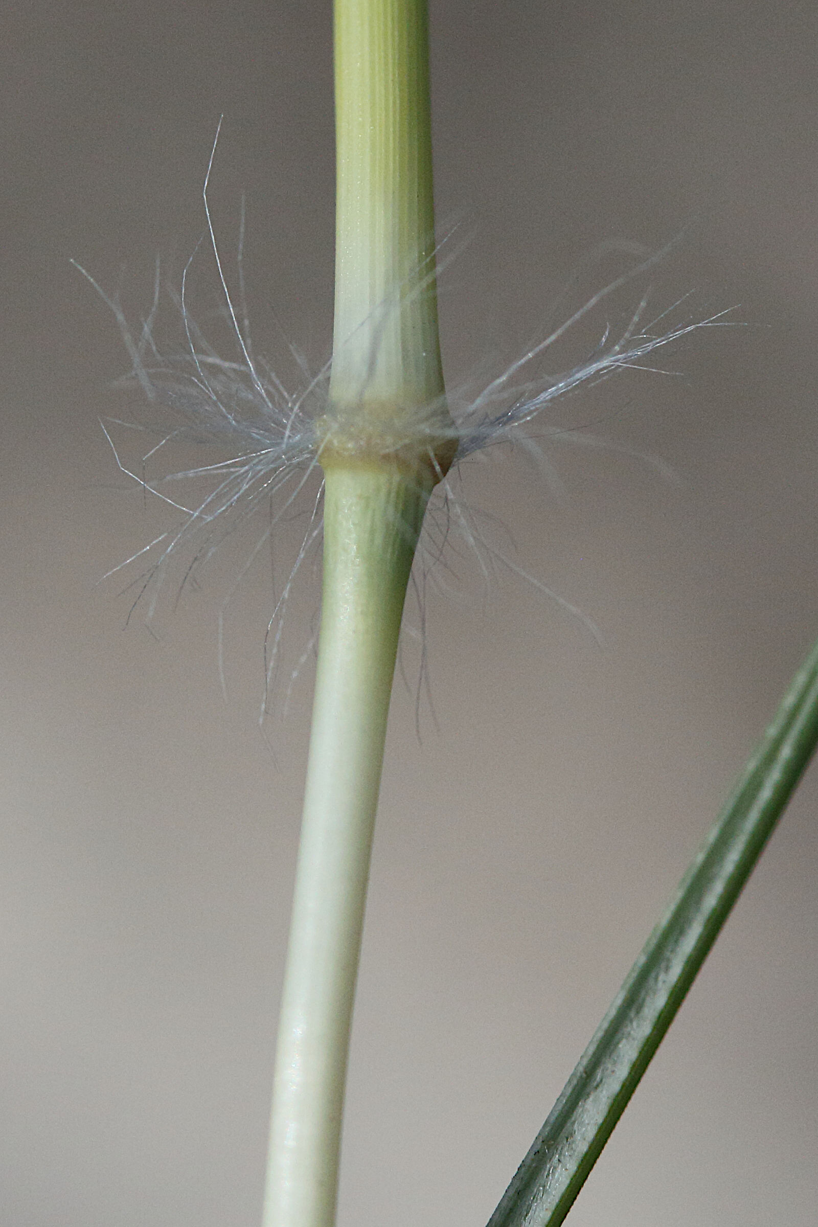 Afficher le média stipagrostis_ciliata5md stipagrostis_ciliata5md