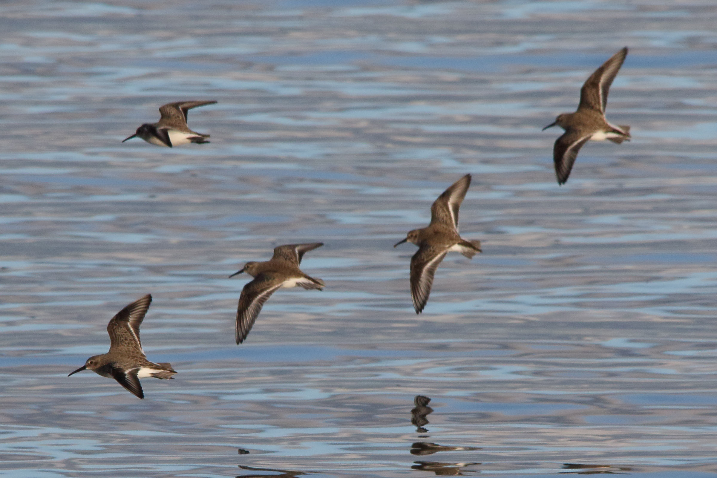 becasseau_variable_-_calidris_alpina12md