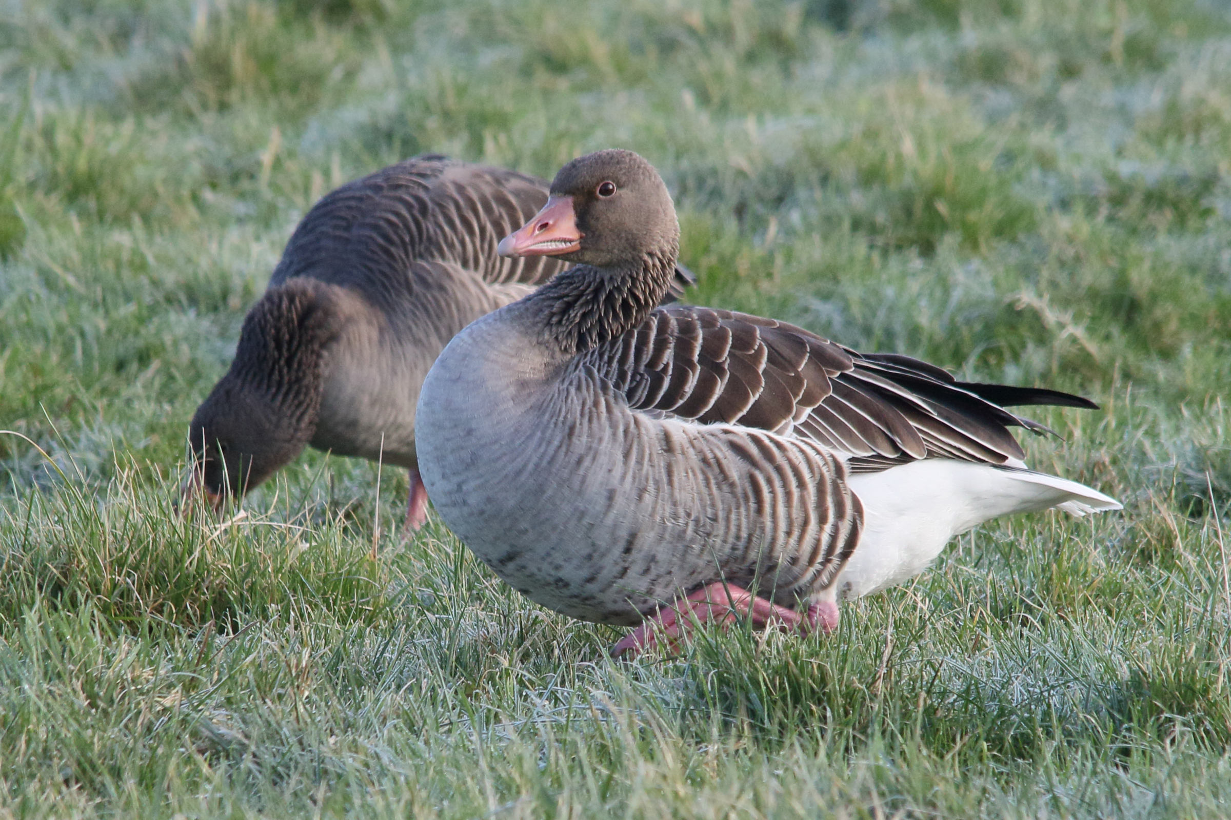 oie_cendree_-_anser_anser11md