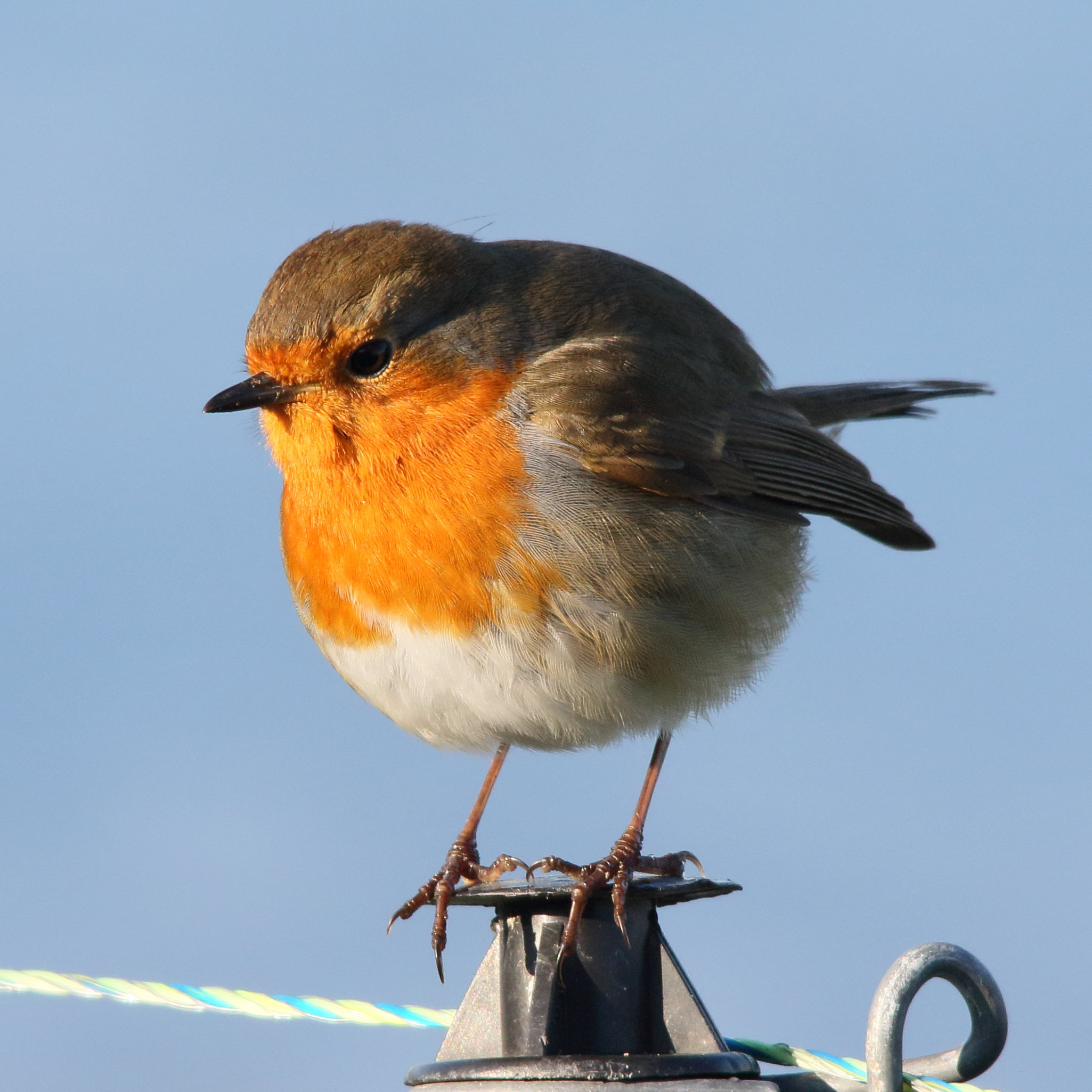 rougegorge_familier_-_erithacus_rubecula1md