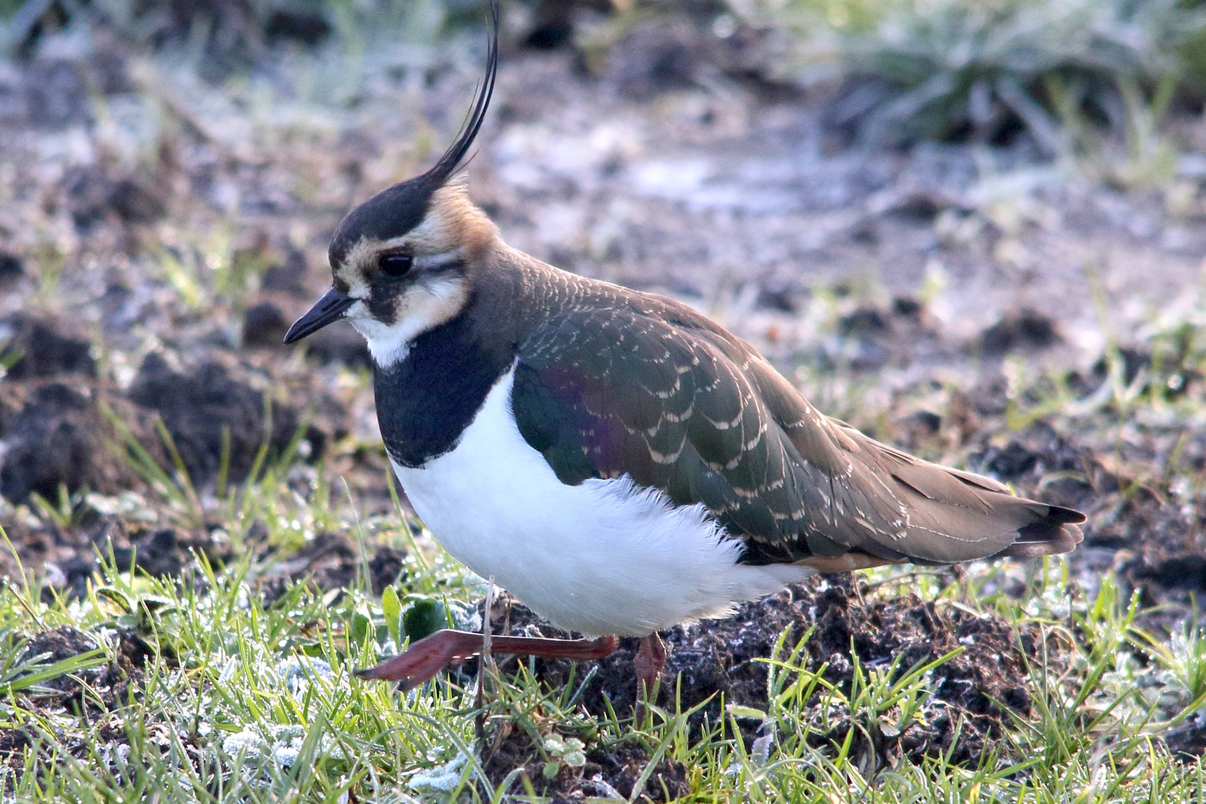 vanneau_huppe_-_vanellus_vanellus2md