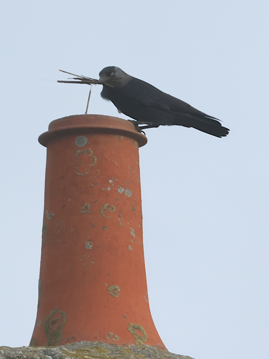 choucas_des_tours_-_corvus_monedula10bd