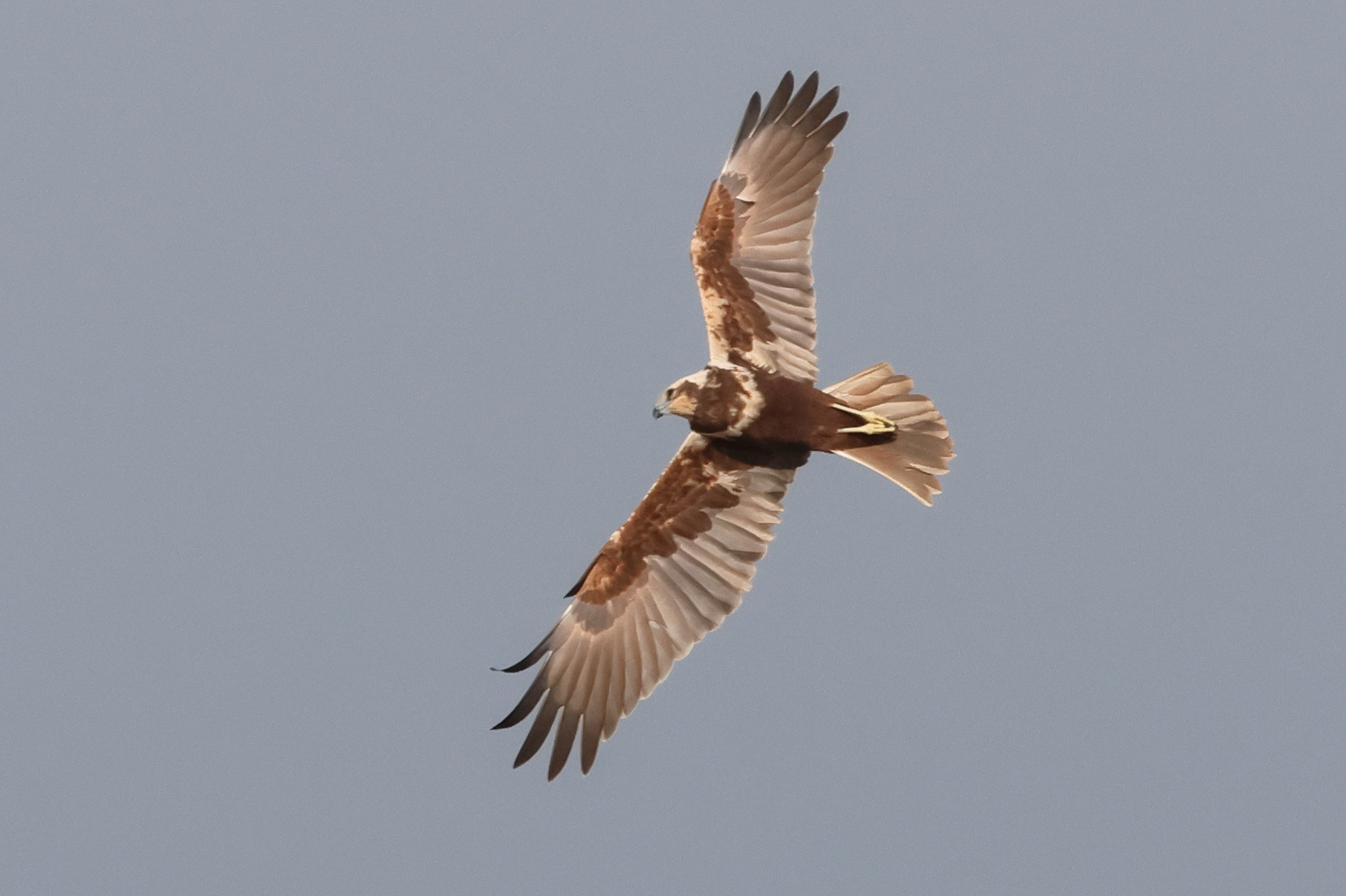 busard_des_roseaux_-_circus_aeruginosus14bd