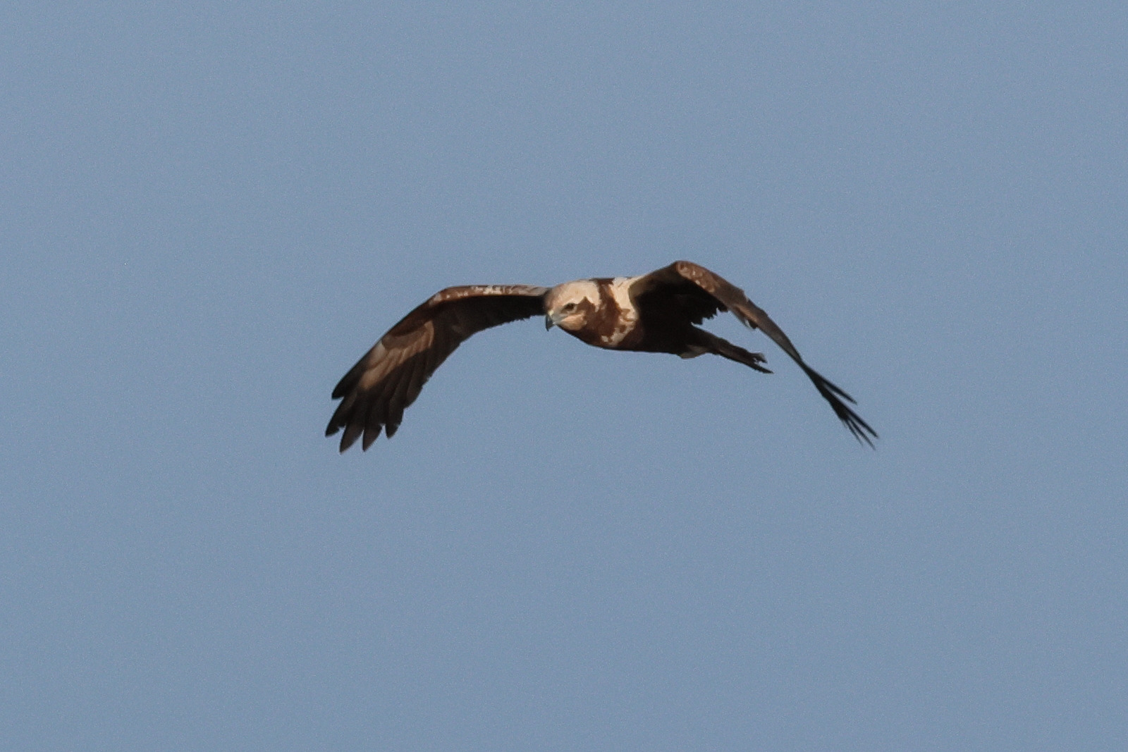 busard_des_roseaux_-_circus_aeruginosus1bd