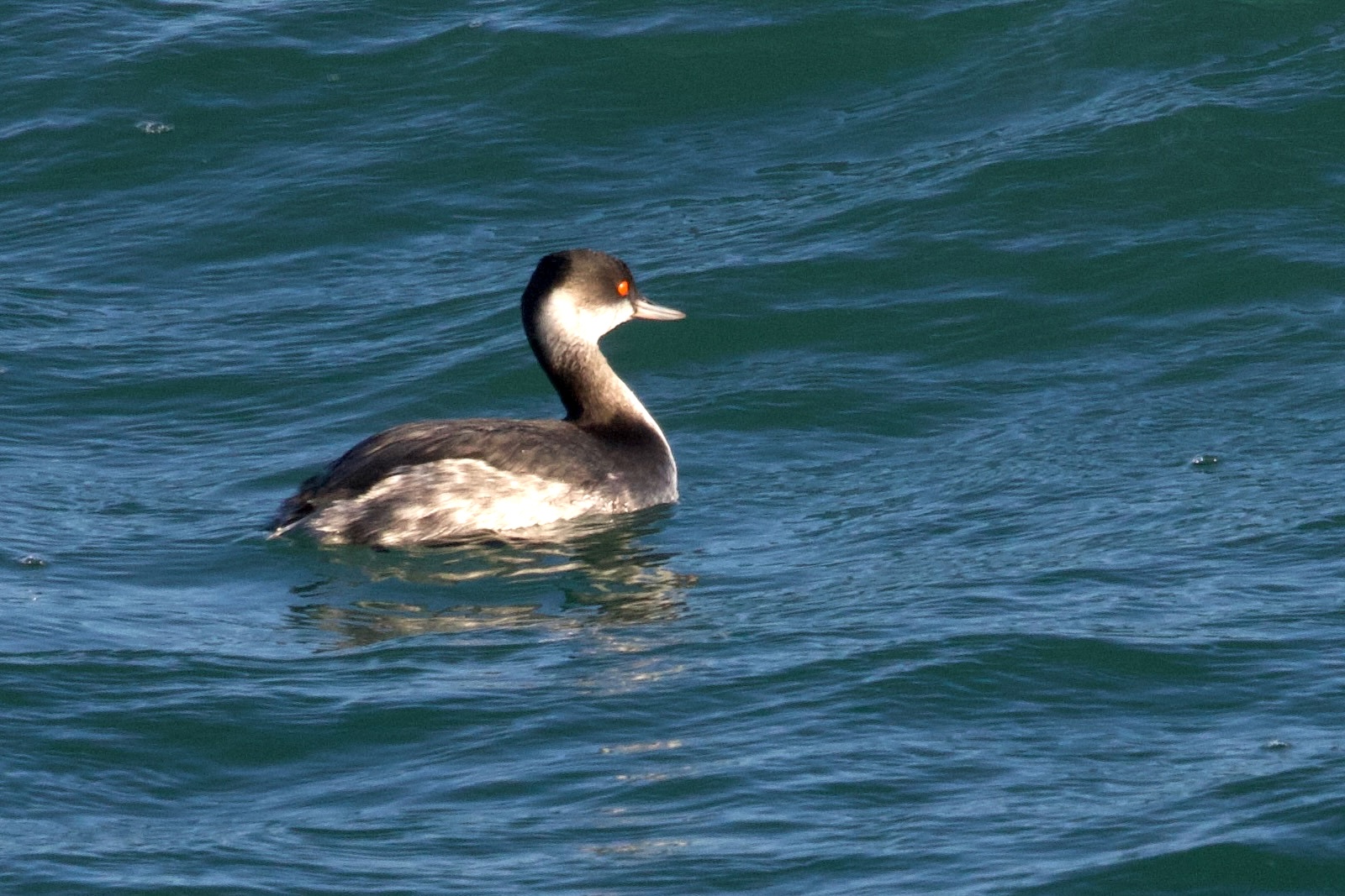 grebe_a_cou_noir_-_podiceps_nigricollis13bd