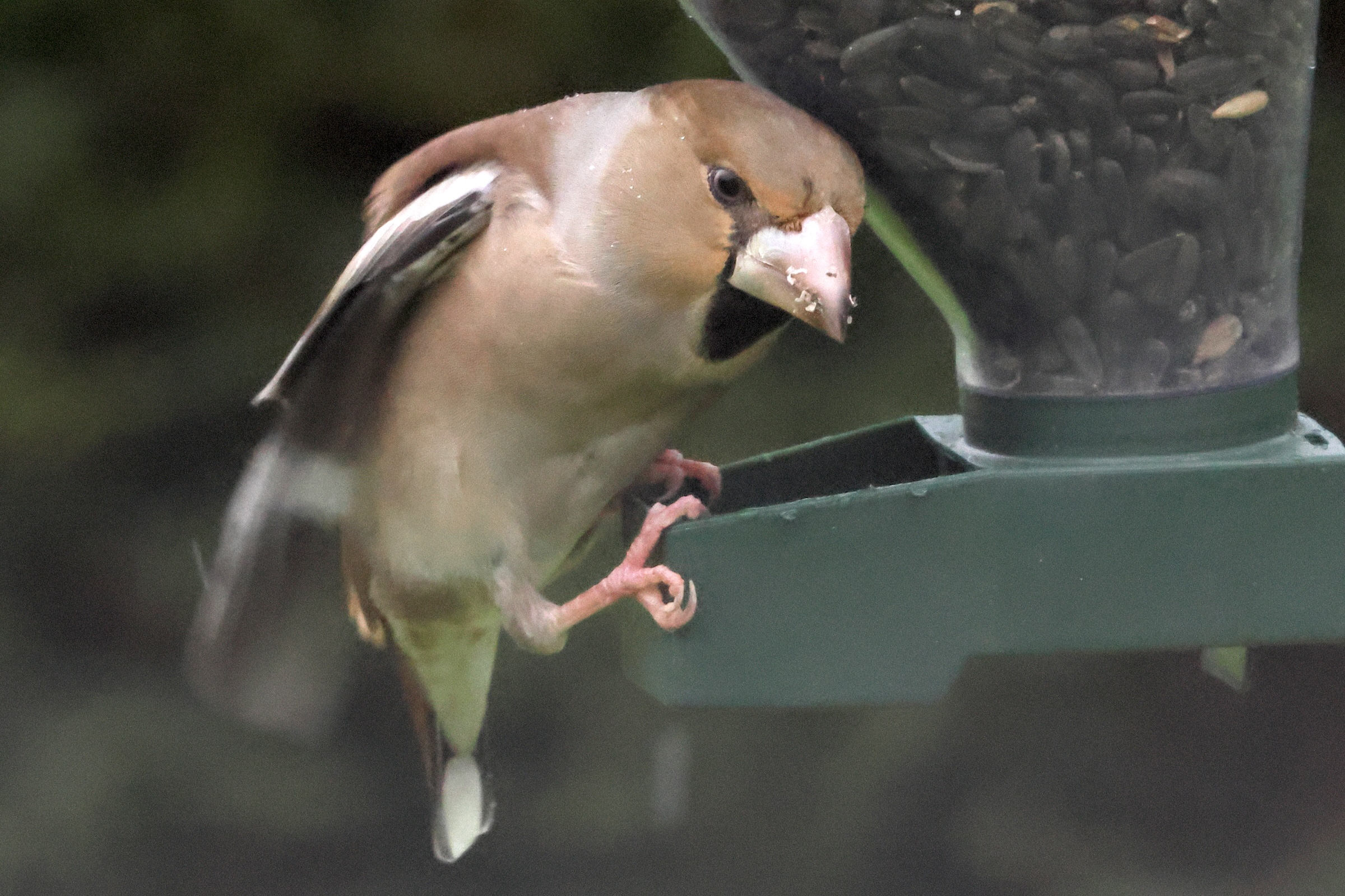 Afficher le média gros-bec_casse_noyaux_-_coccothraustes_coccothraustes4bd gros-bec_casse_noyaux_-_coccothraustes_coccothraustes4bd