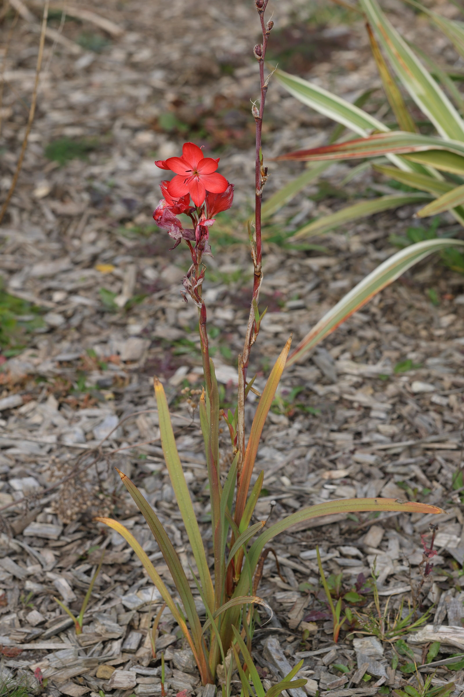 hesperantha_coccinea3md