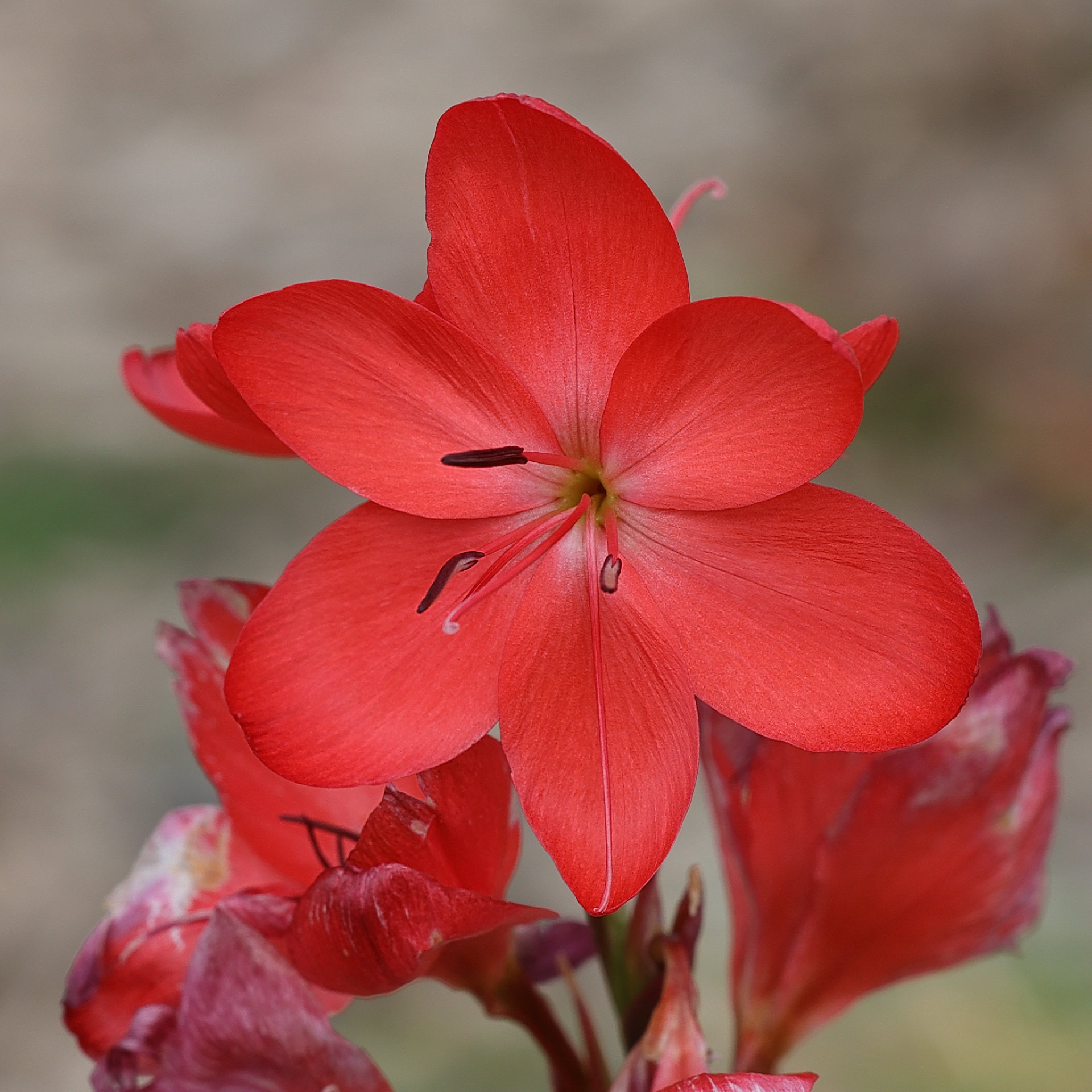 hesperantha_coccinea4md