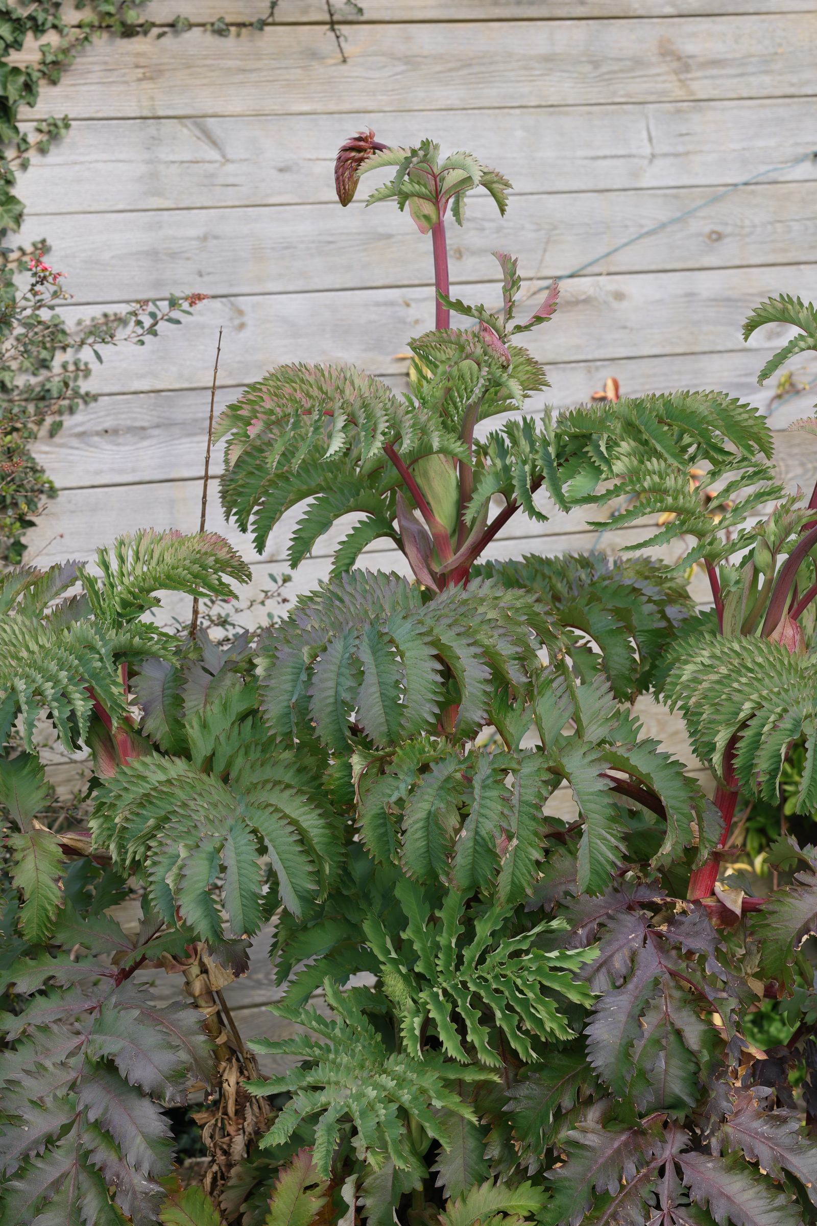 Afficher le média melianthus_major8md melianthus_major8md