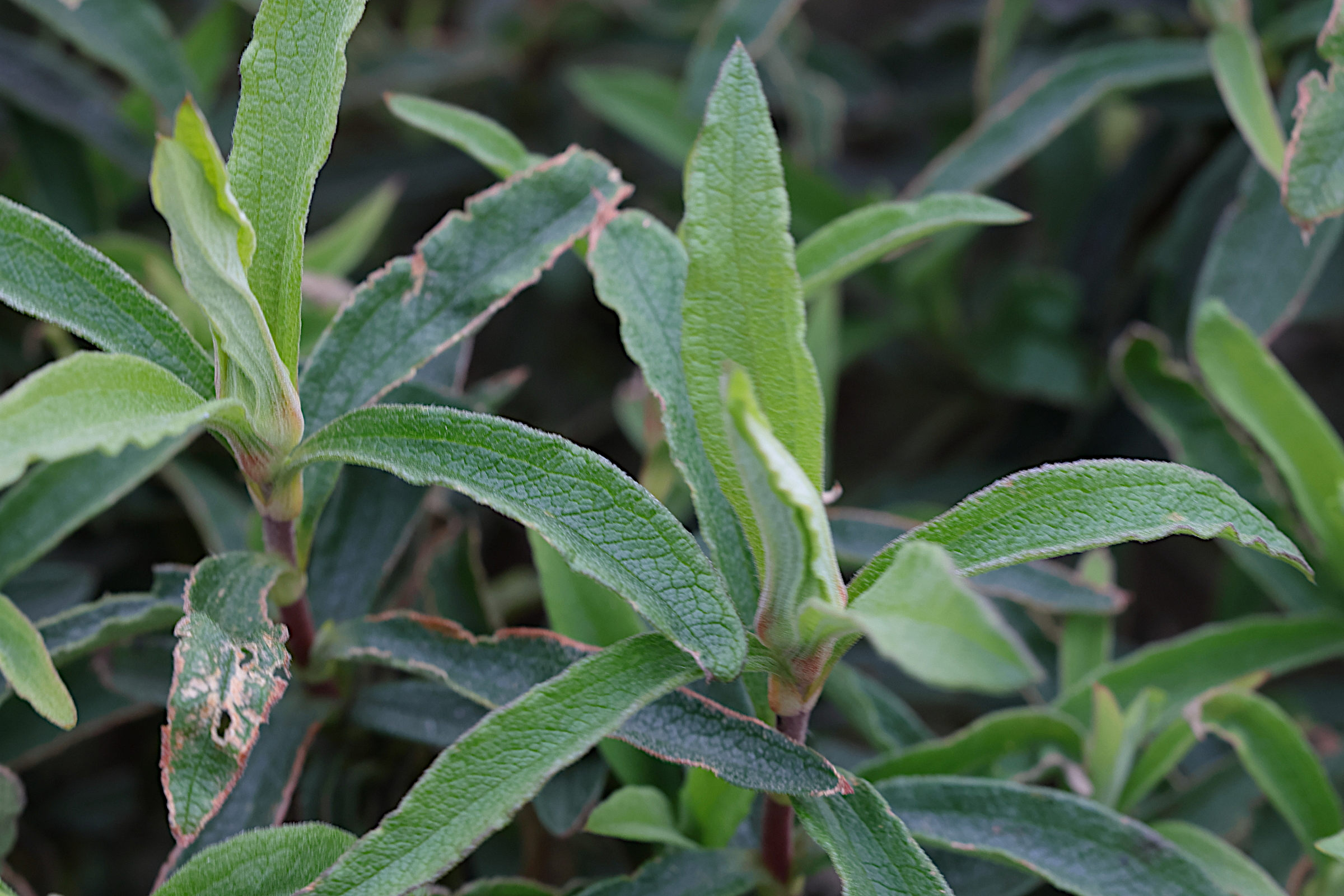 cistus_x_purpureus3md