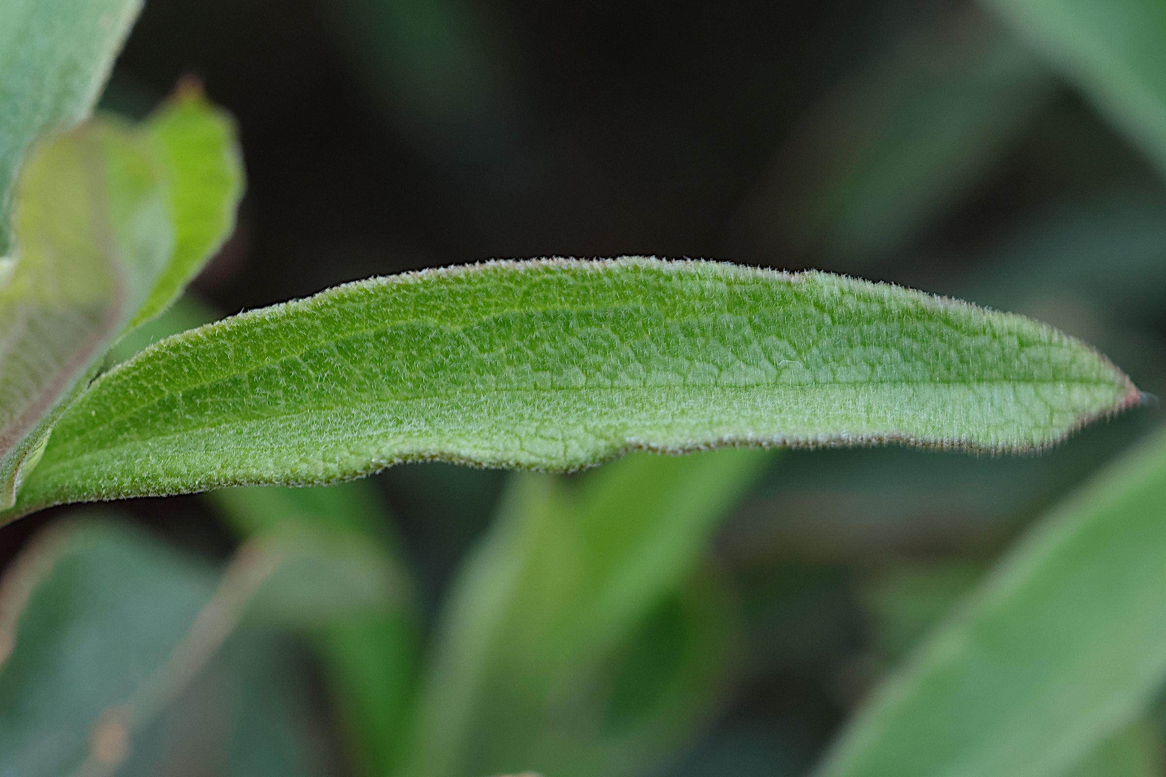 cistus_x_purpureus4md