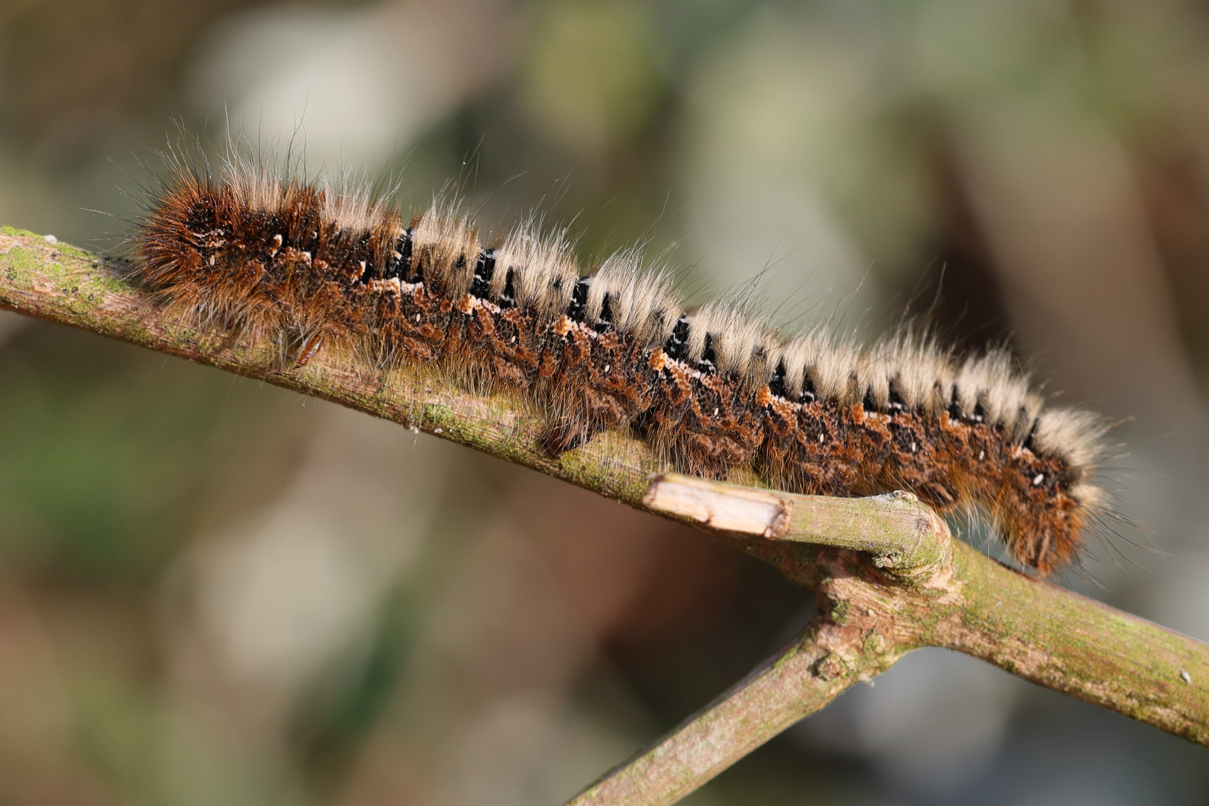 euthrix_potatoria_ch8md