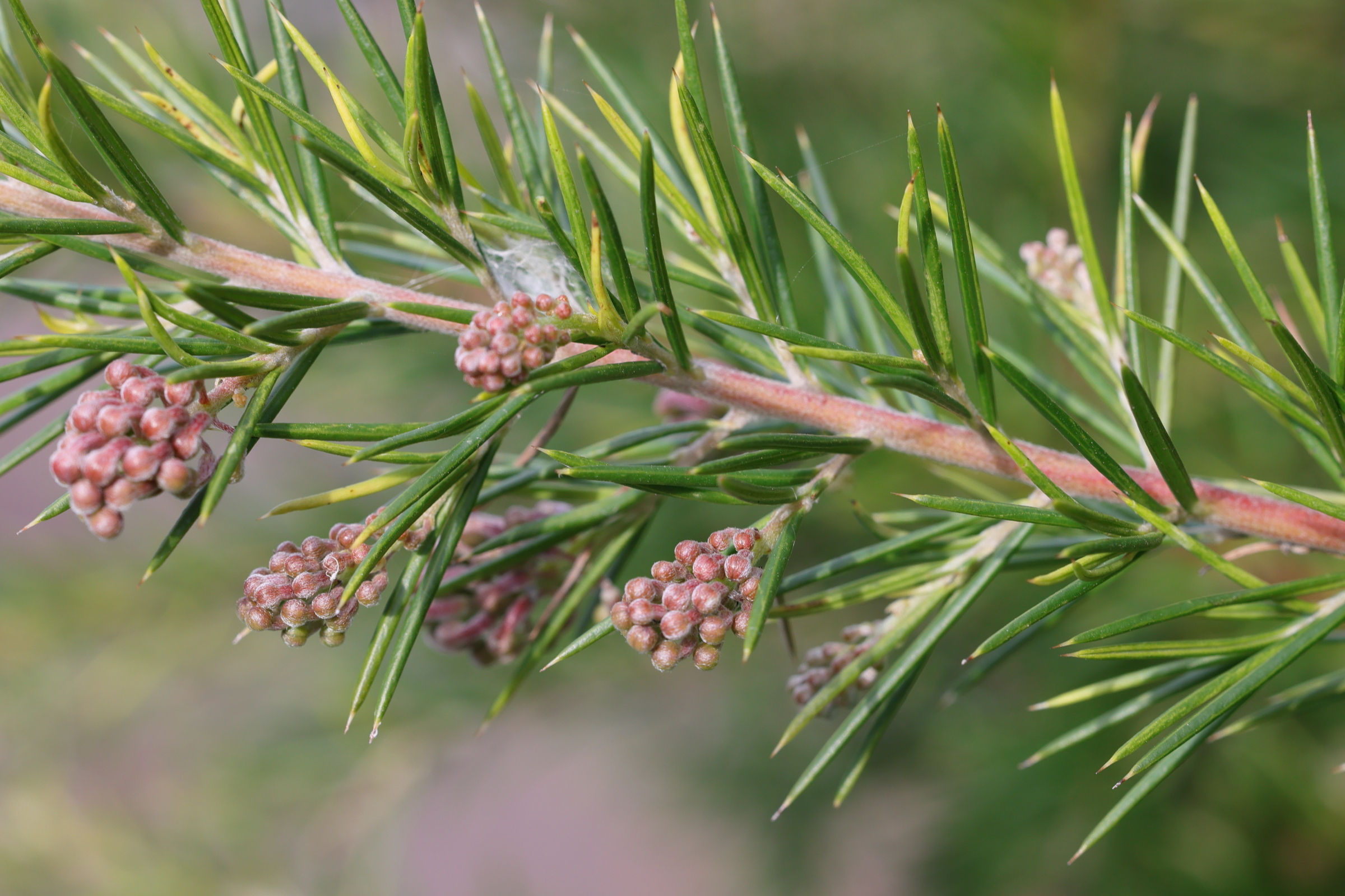 grevillea_rosmarinifolia4md
