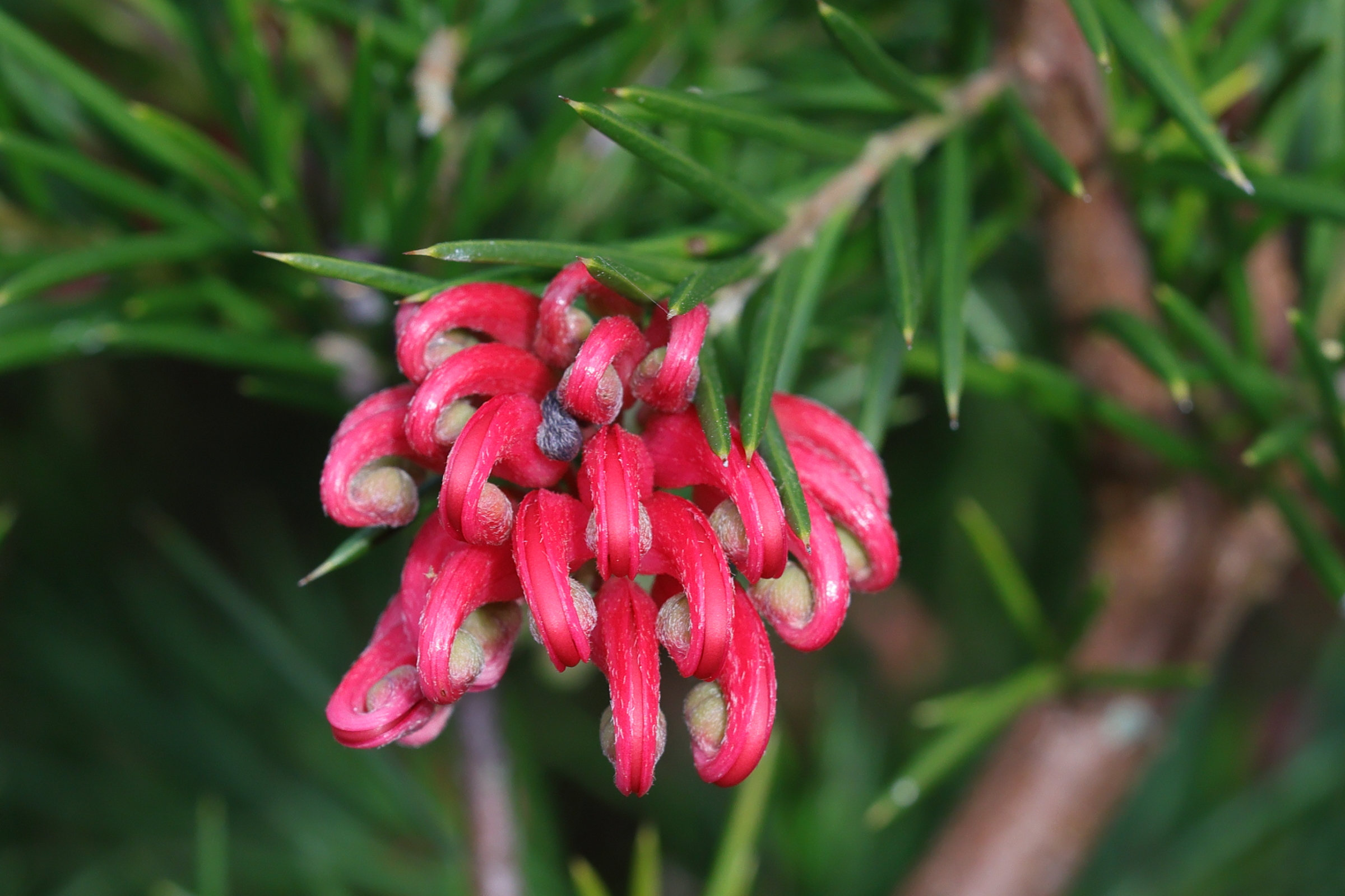 grevillea_rosmarinifolia5md