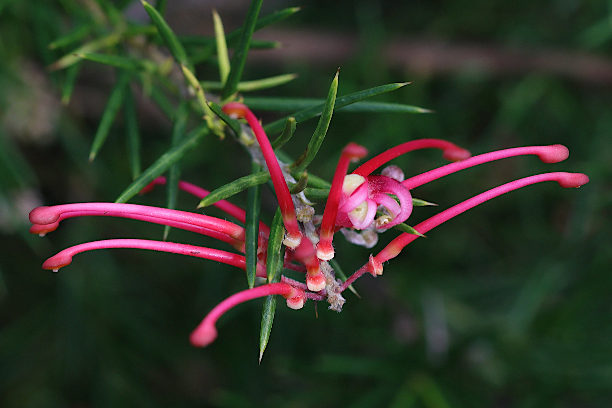 grevillea_rosmarinifolia6md