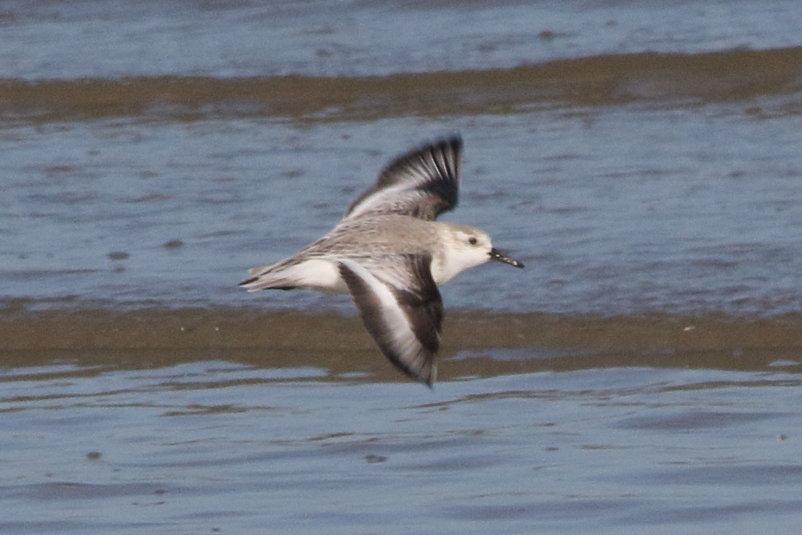 becasseau_sanderling_-_calidris_alba10md