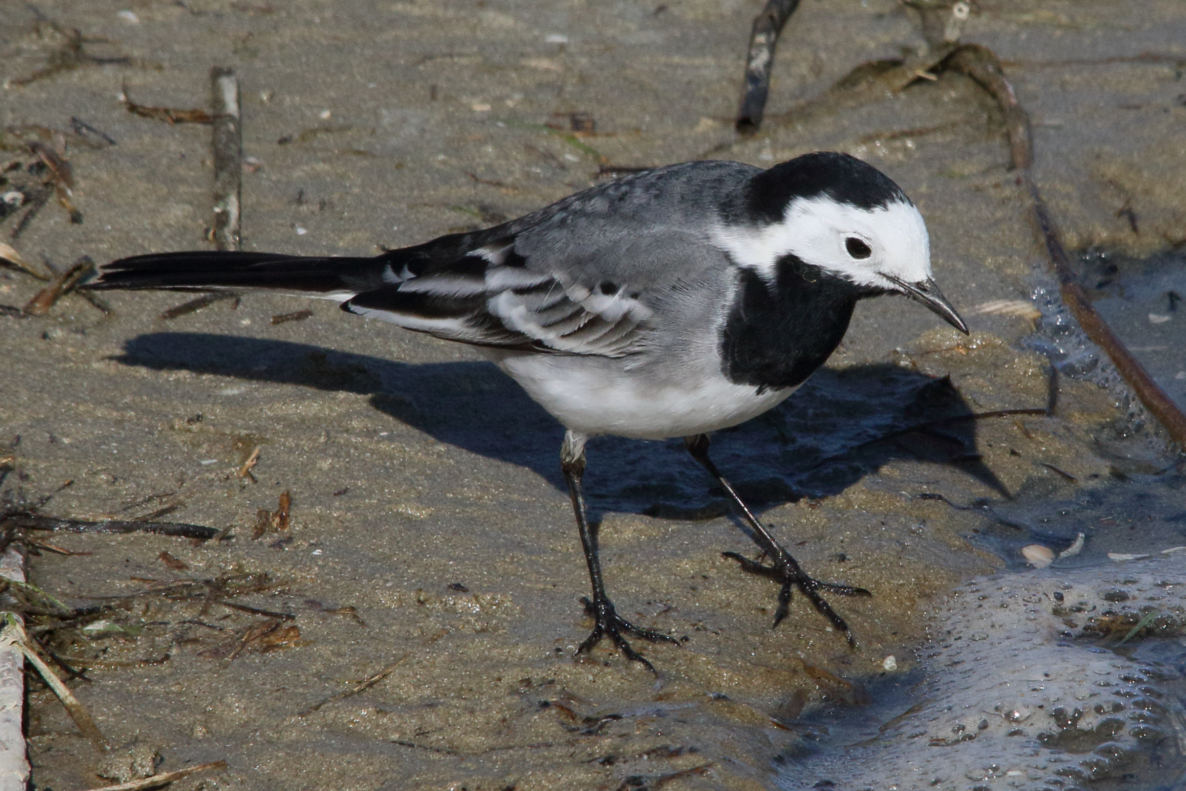 Afficher le média bergeronnette_de_yarell_-_motacilla_alba_yarellii7md bergeronnette_de_yarell_-_motacilla_alba_yarellii7md