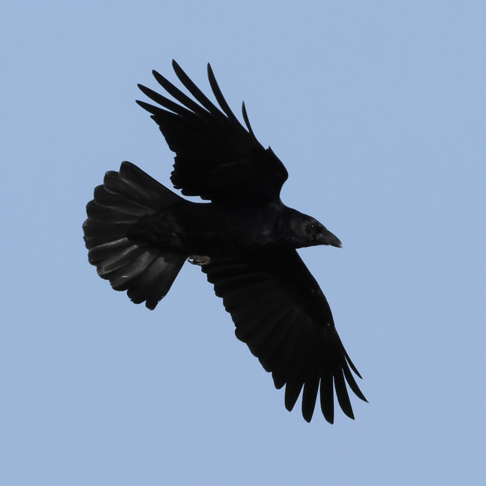 corneille_noire_-_corvus_corone7bd