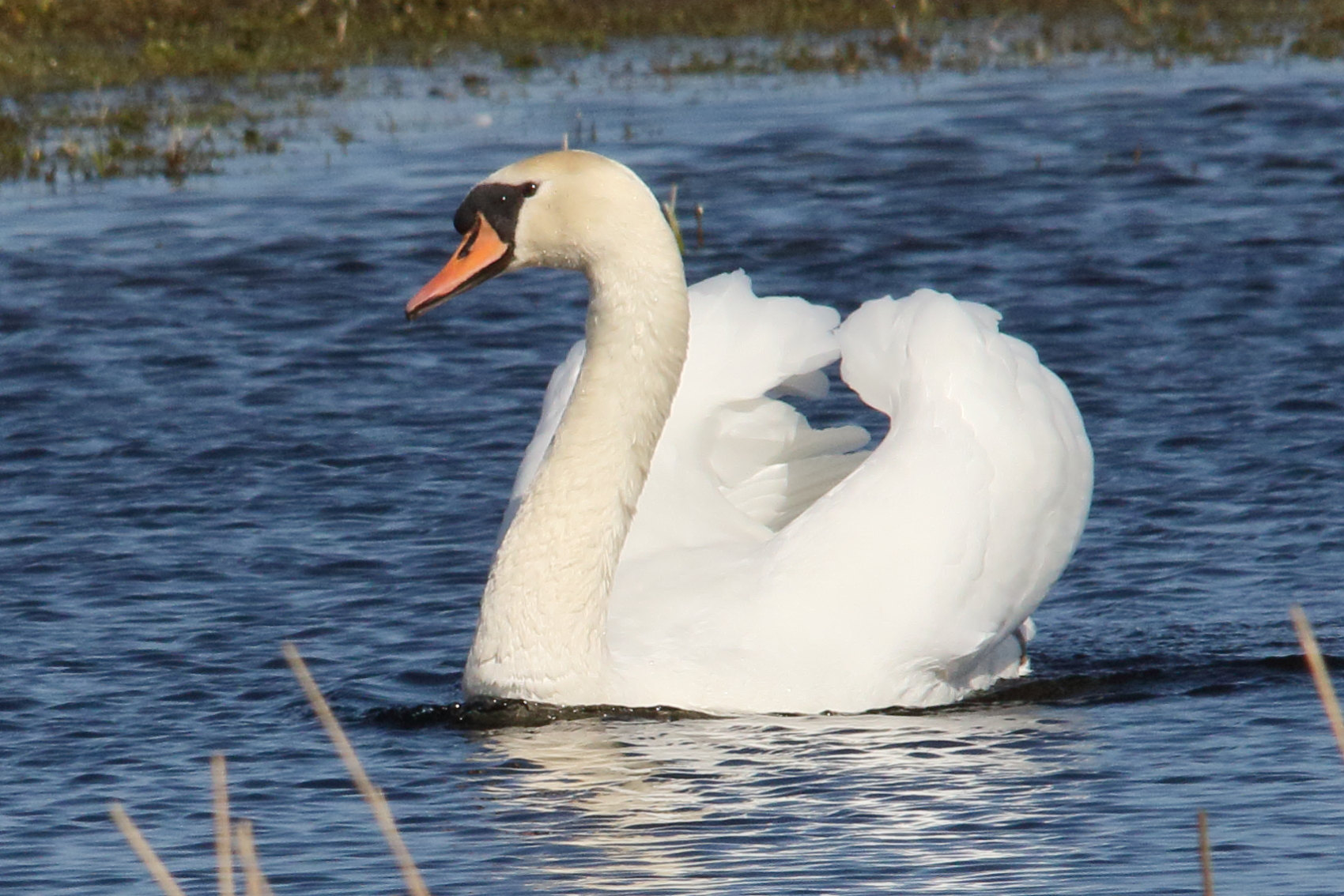 cygne_tubercule_-_cygnus_olor20md