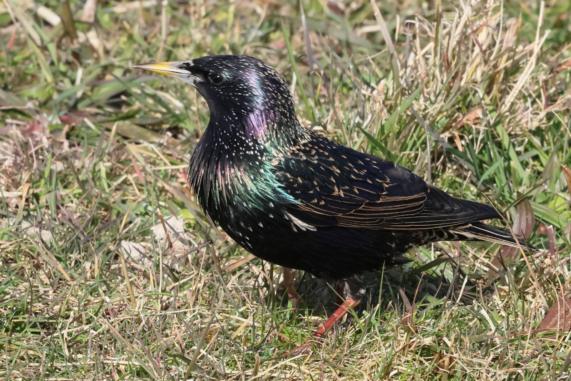 etourneau_sansonnet_-_sturnus_vulgaris9bd