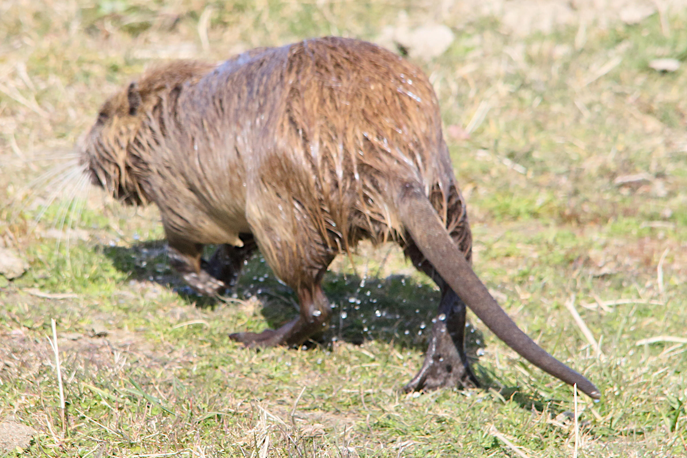 myocastor_coypus10md