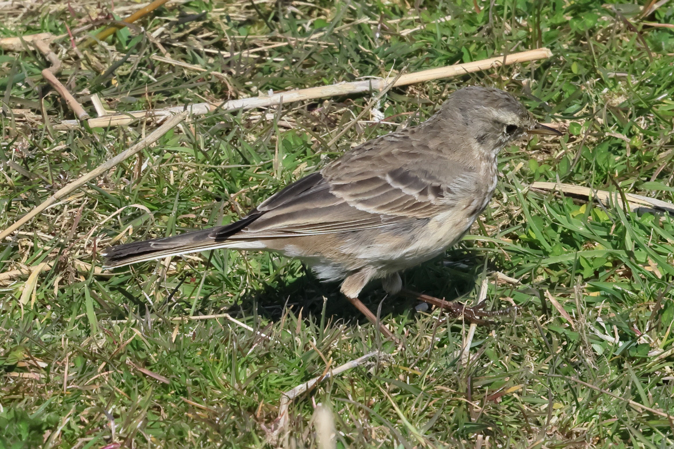 pipit_spioncelle_-_anthus_spinoletta2bd