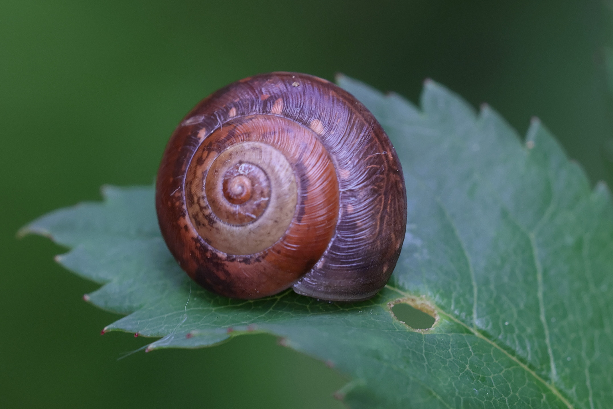 hygromia_cinctella3md